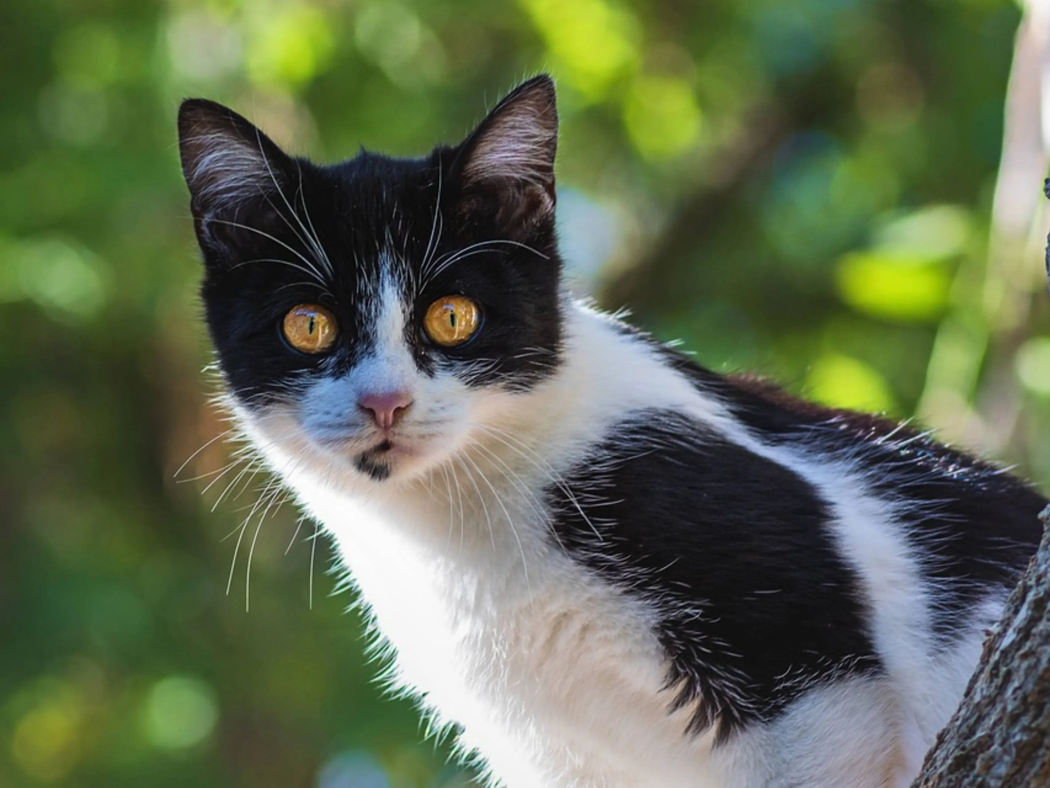 cat black white
