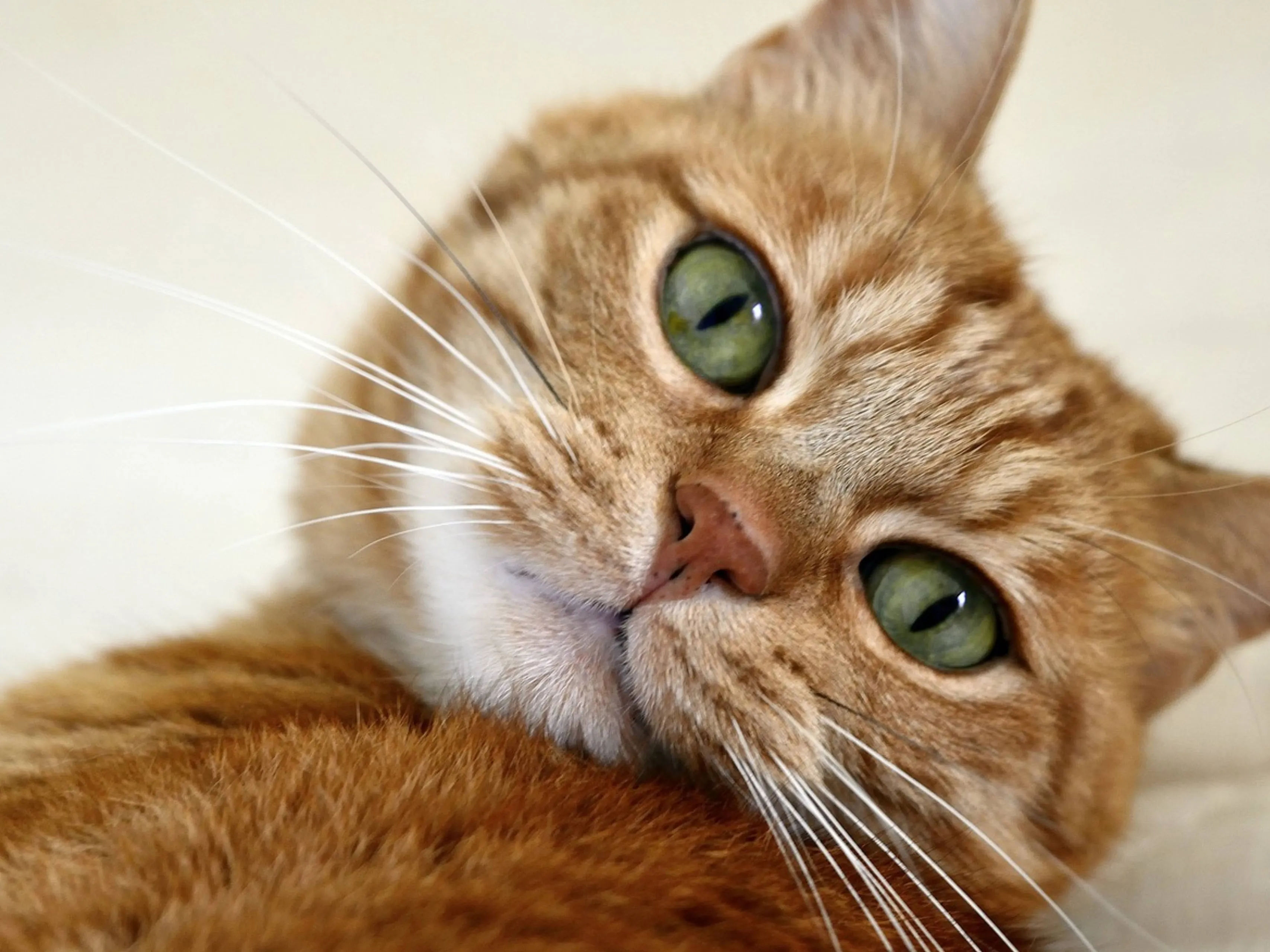 cat nose