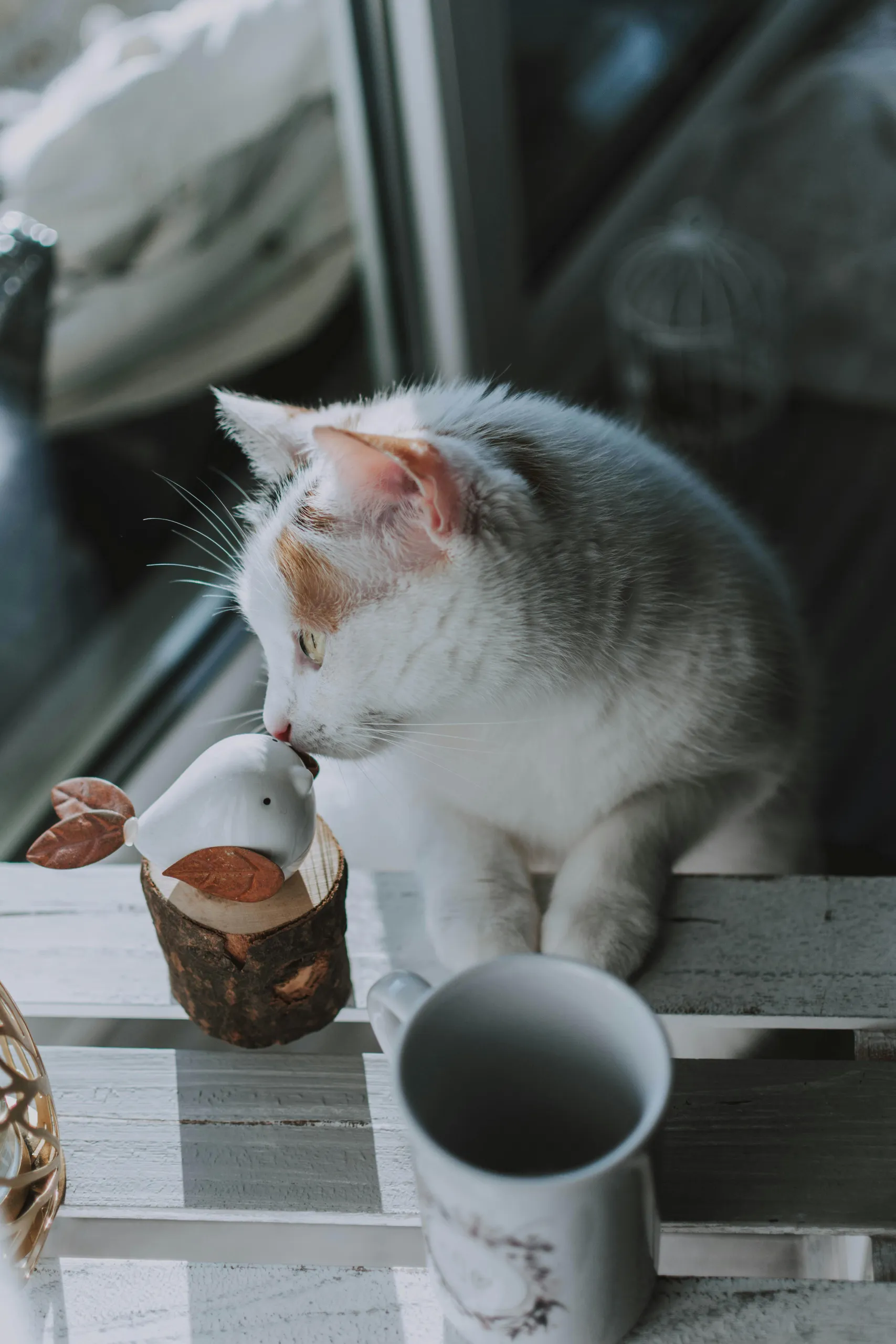 kat en vogel