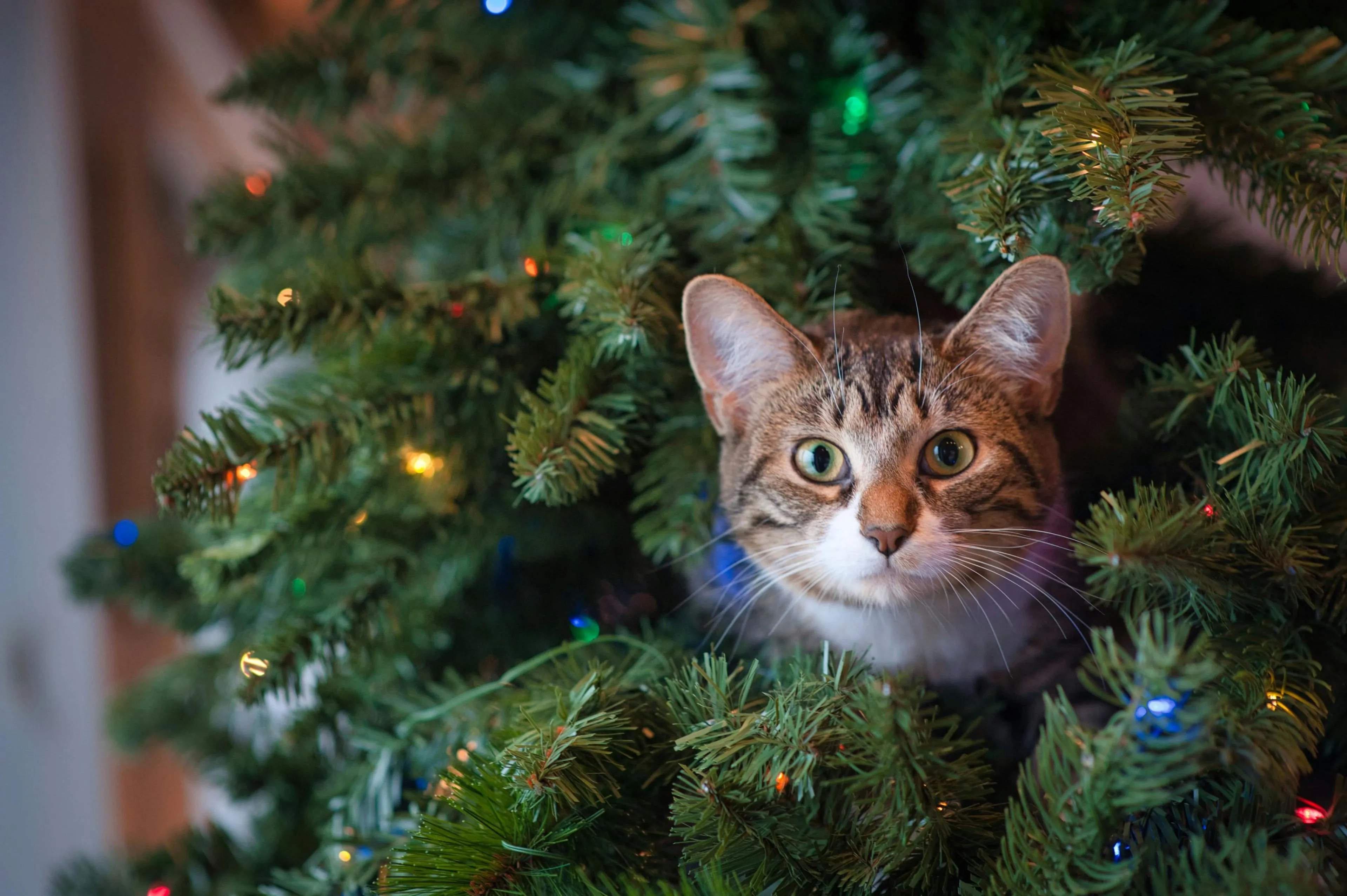 kat in een kerstboom