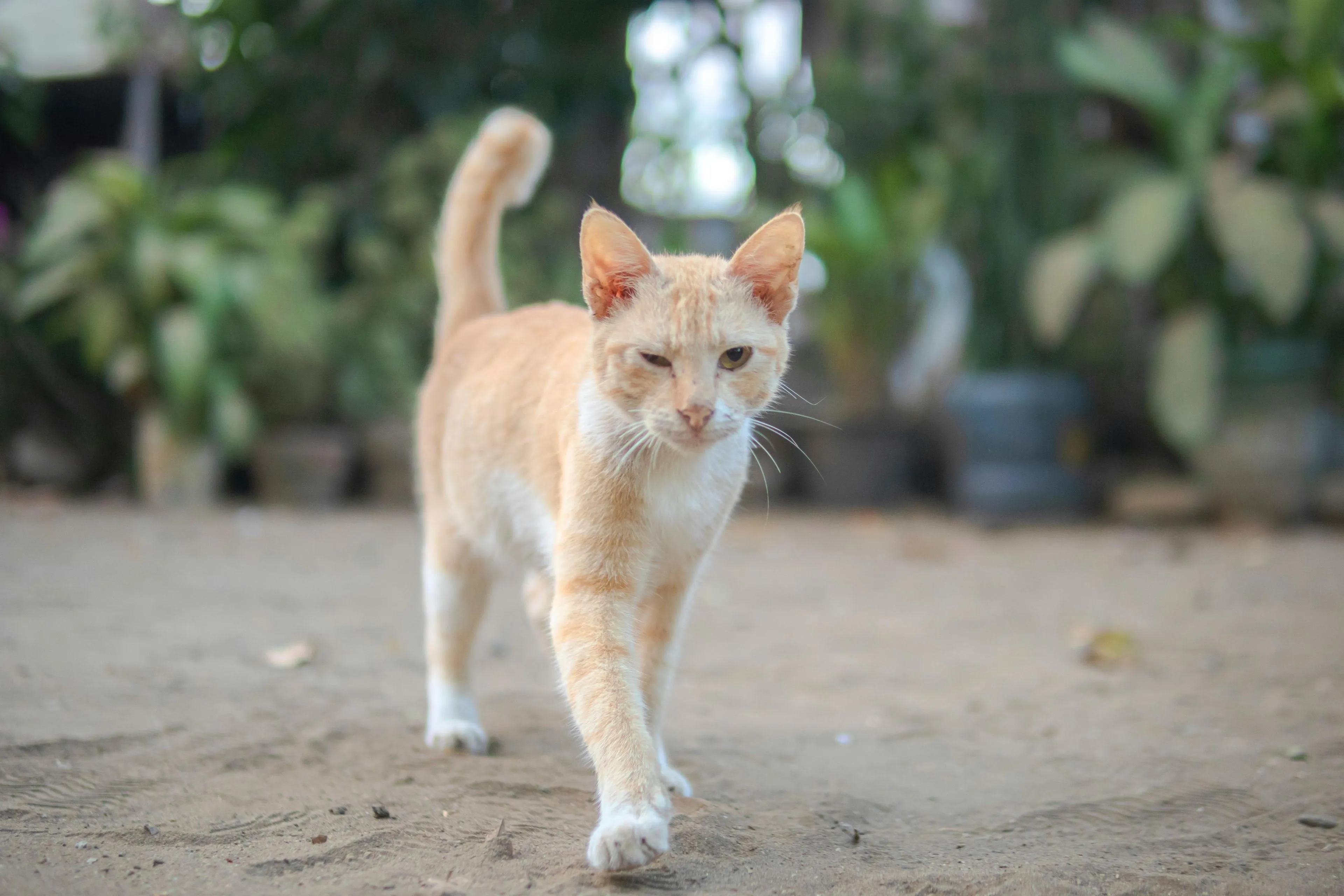 kat in zand