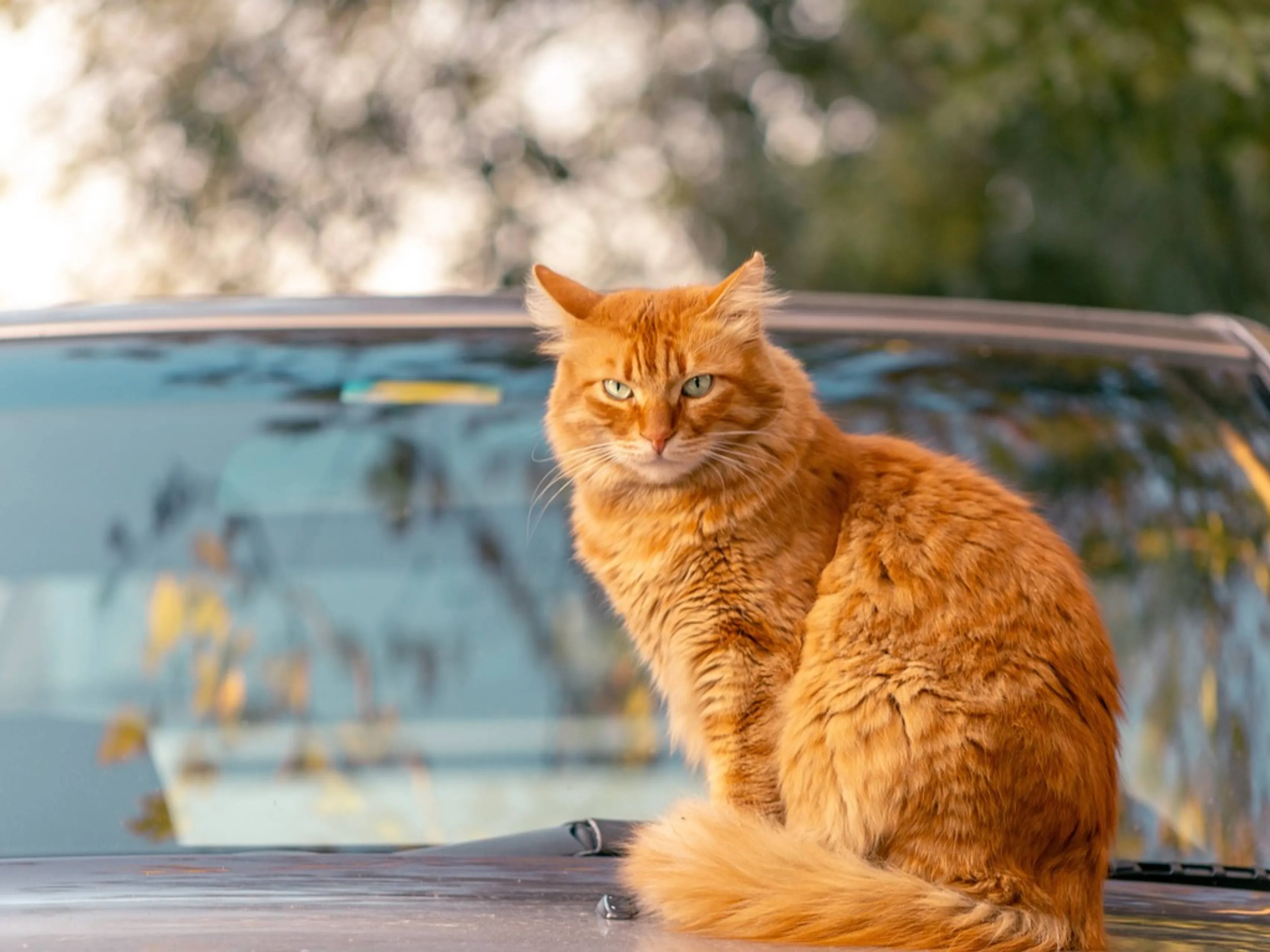 kat op een auto pixabay