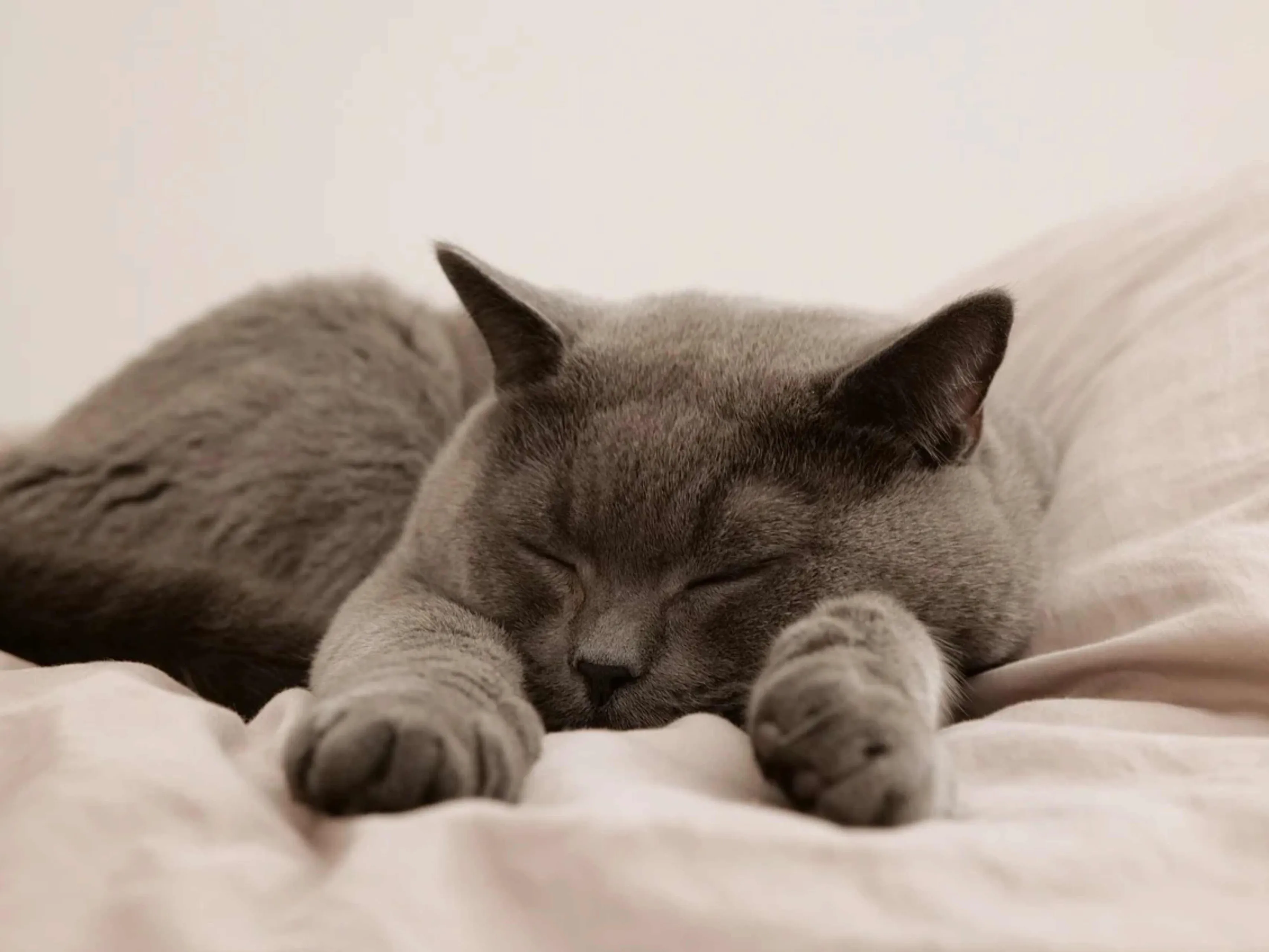 kattenmand