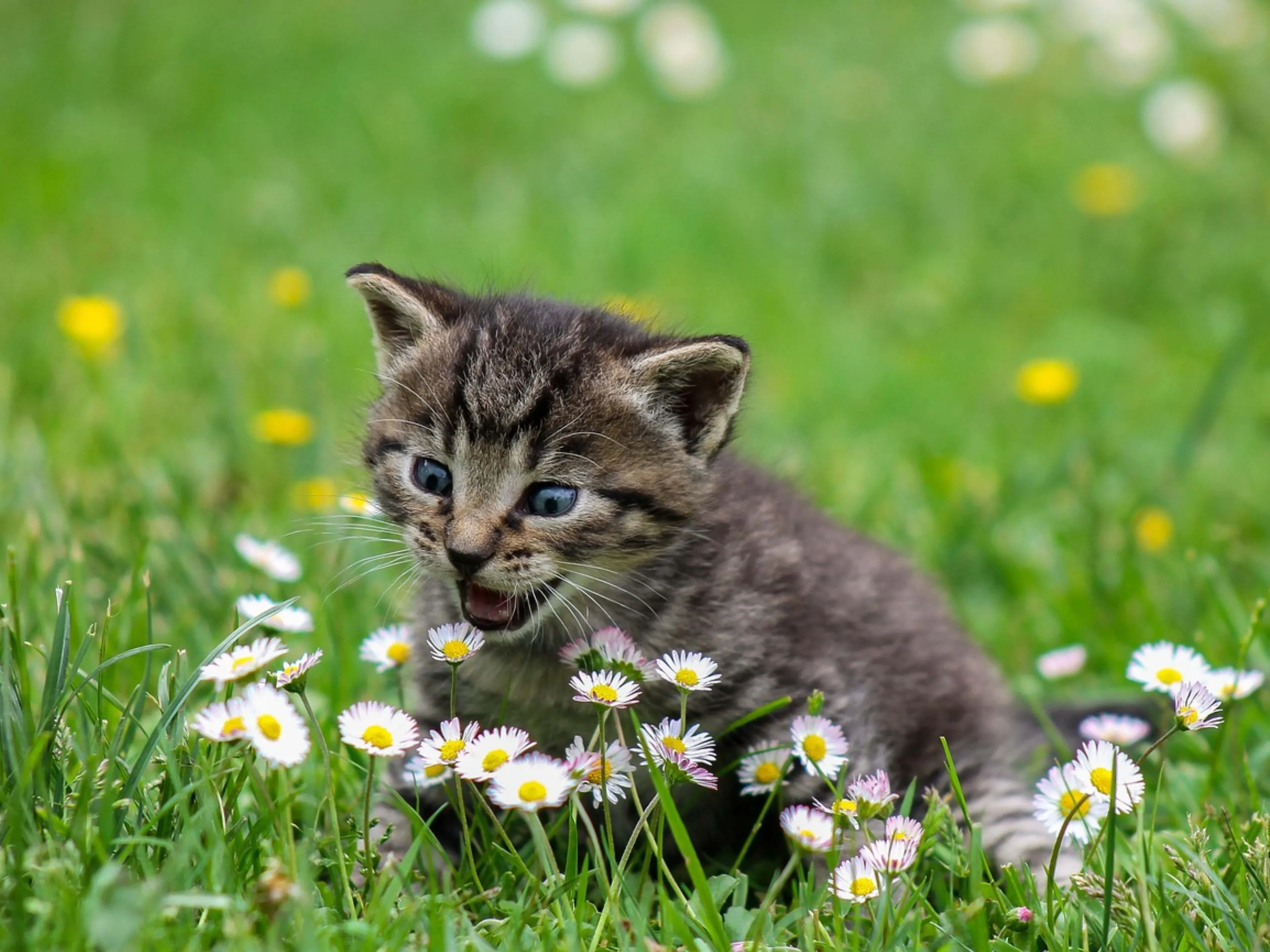kitten bloemetjes