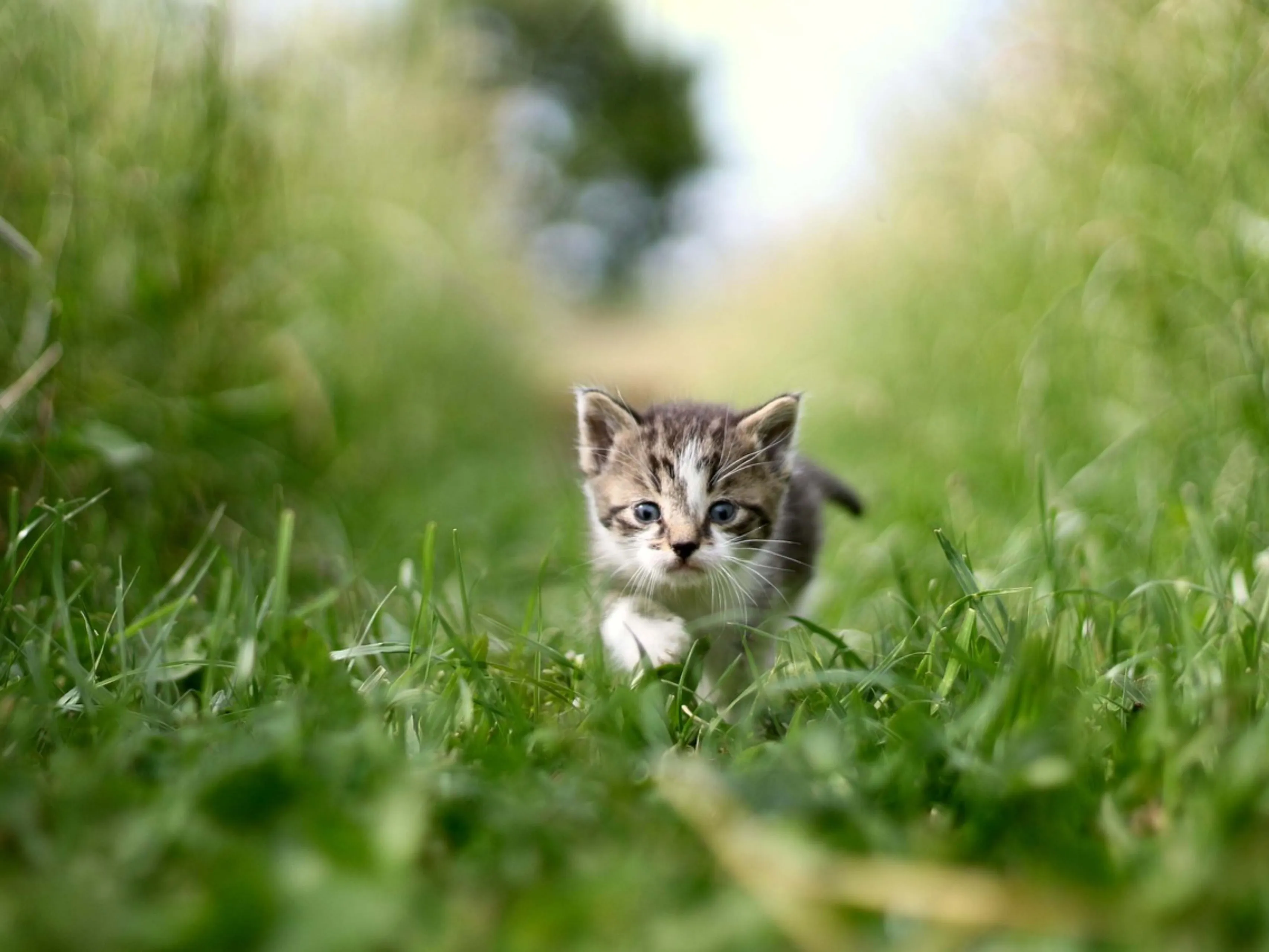 kitten in het gras