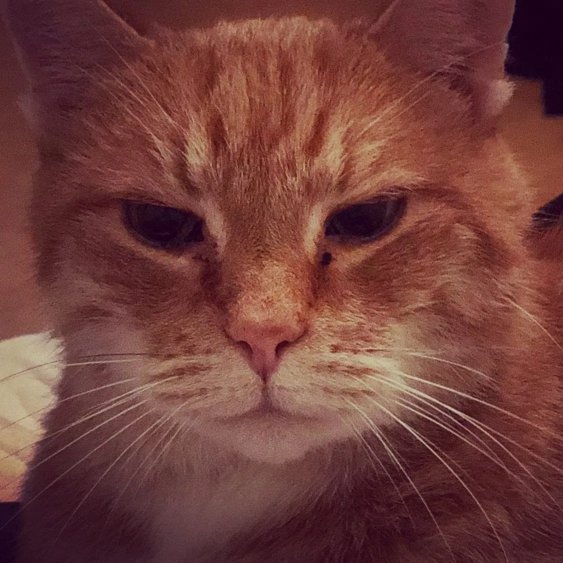 koko