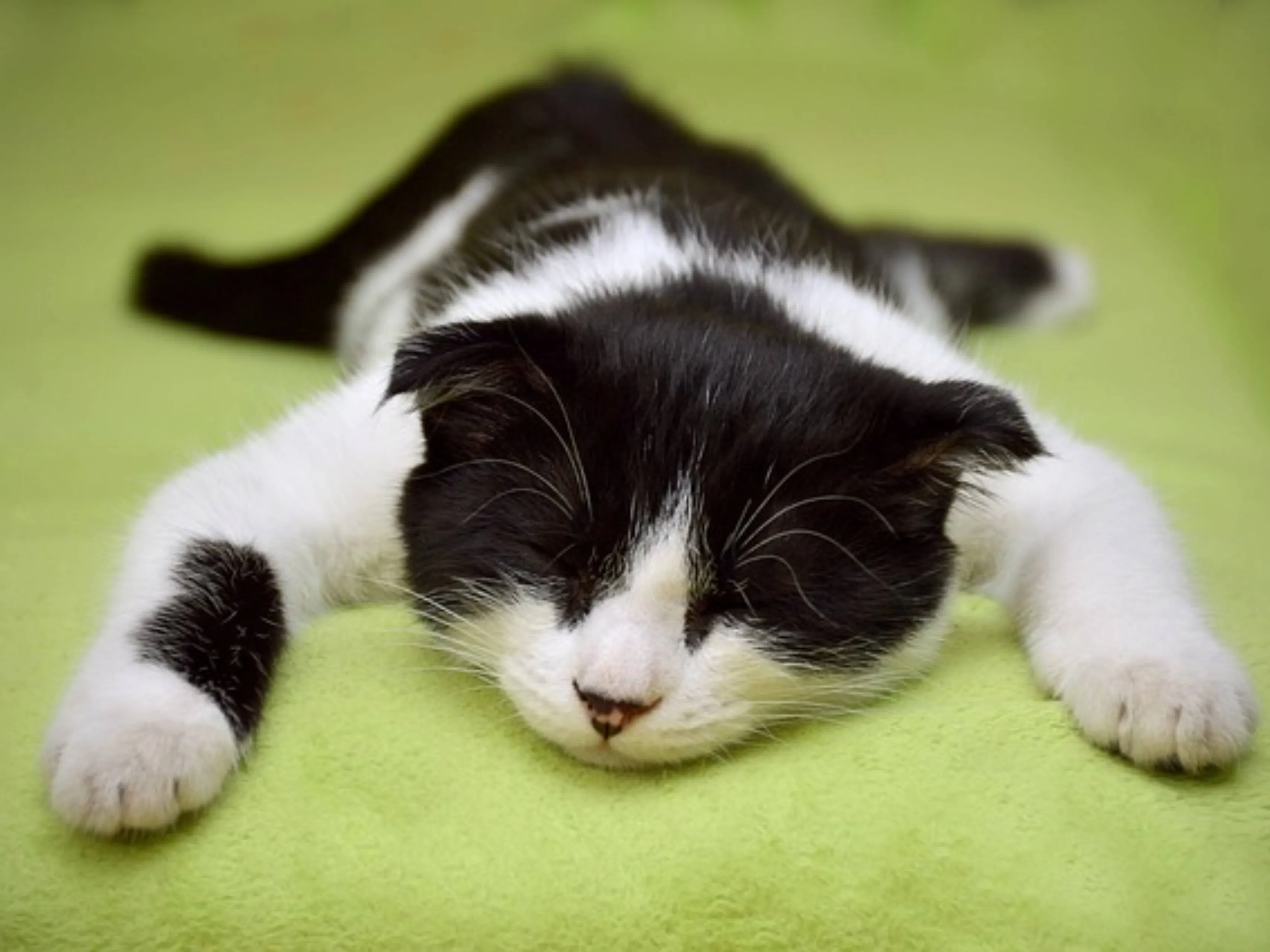 lazy cat pixabay