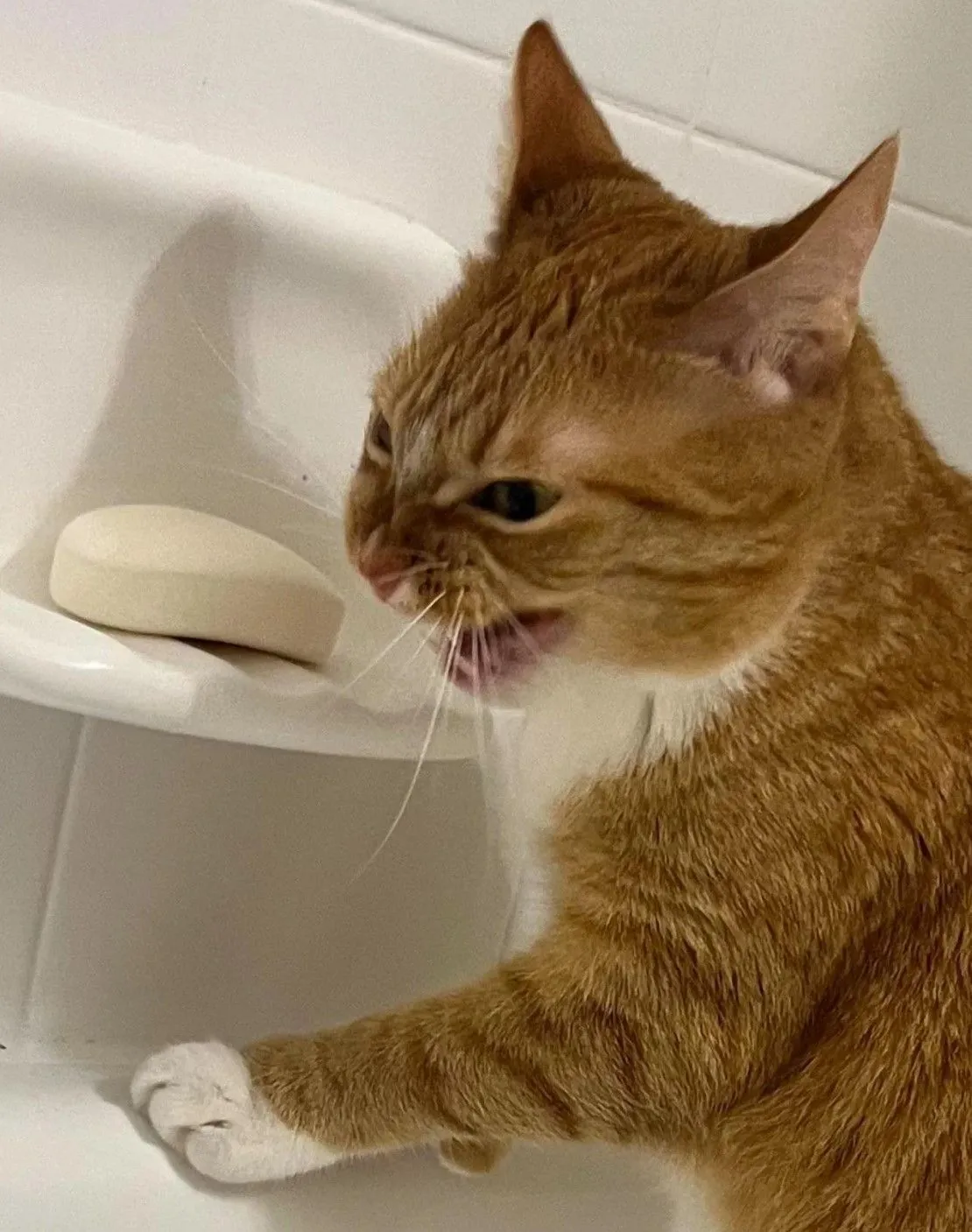 rode kat aan de zeep