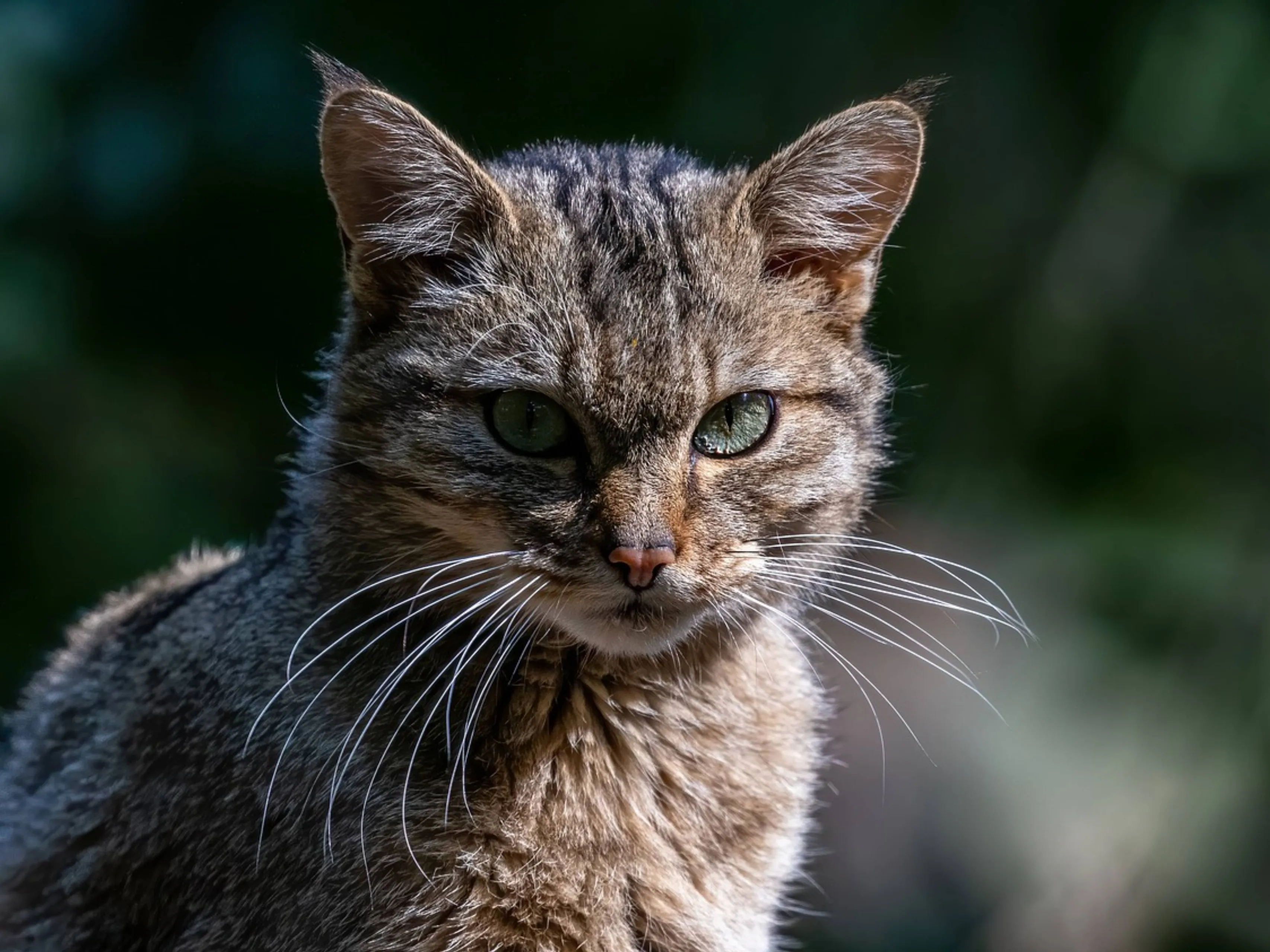 wilde kat