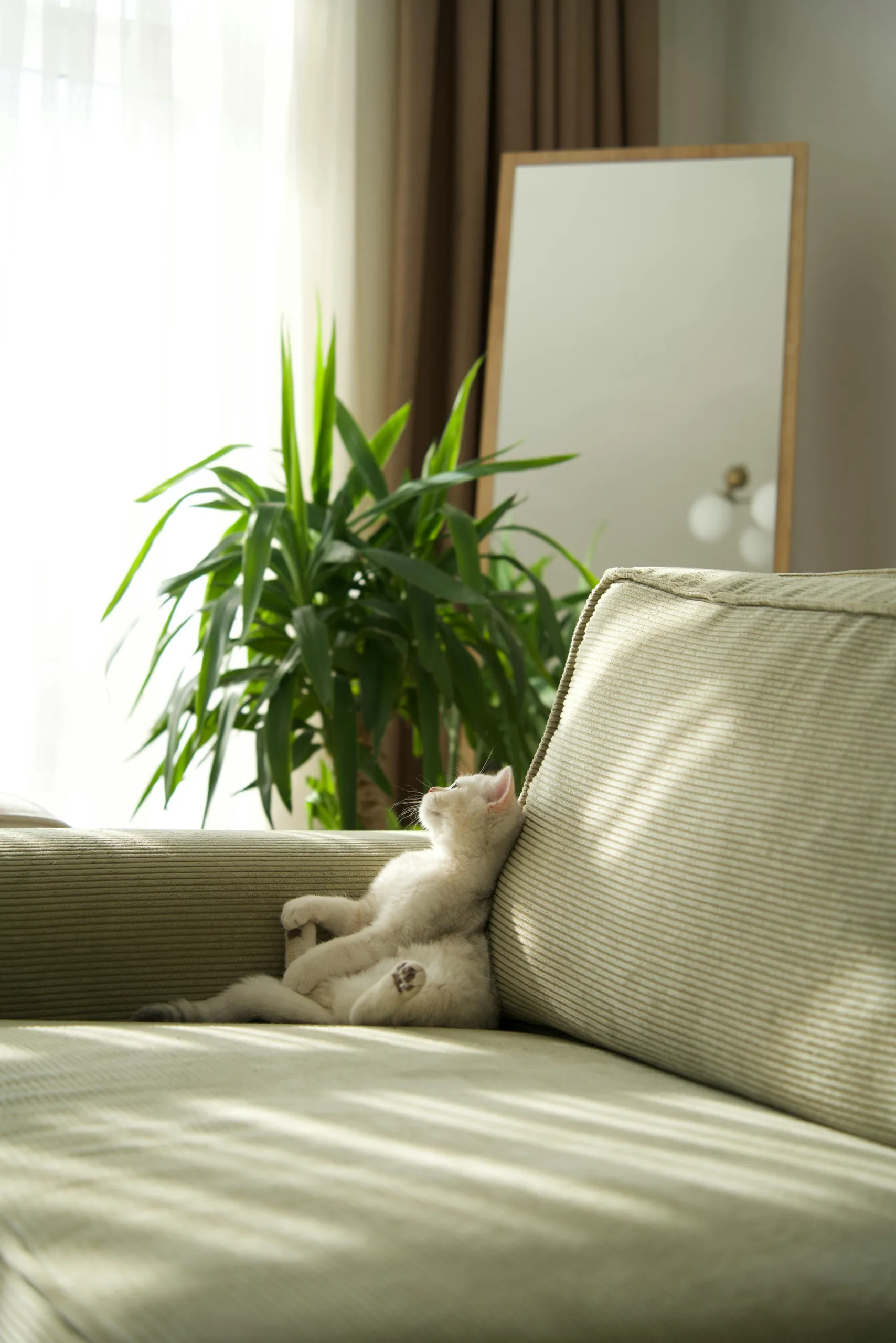 witte kitten