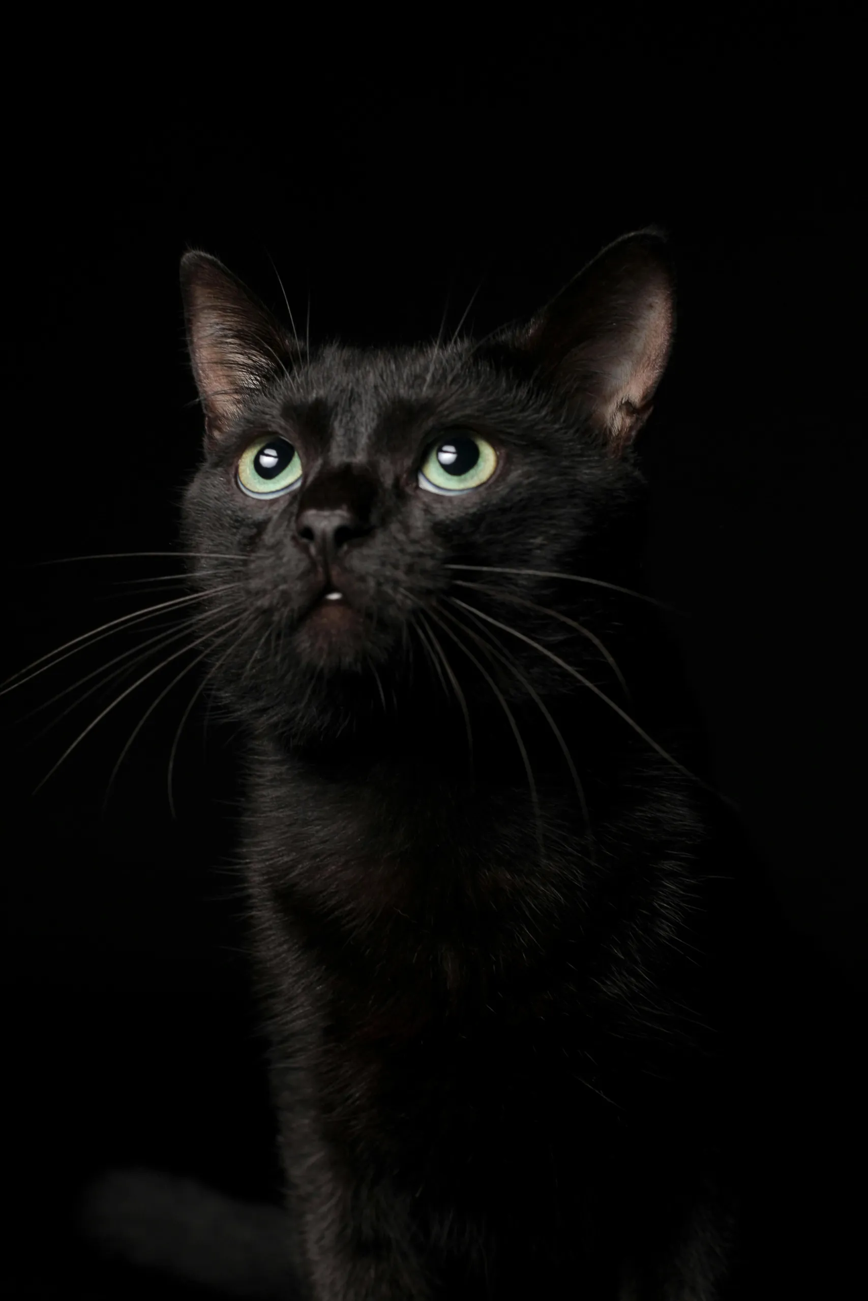 zwarte kat