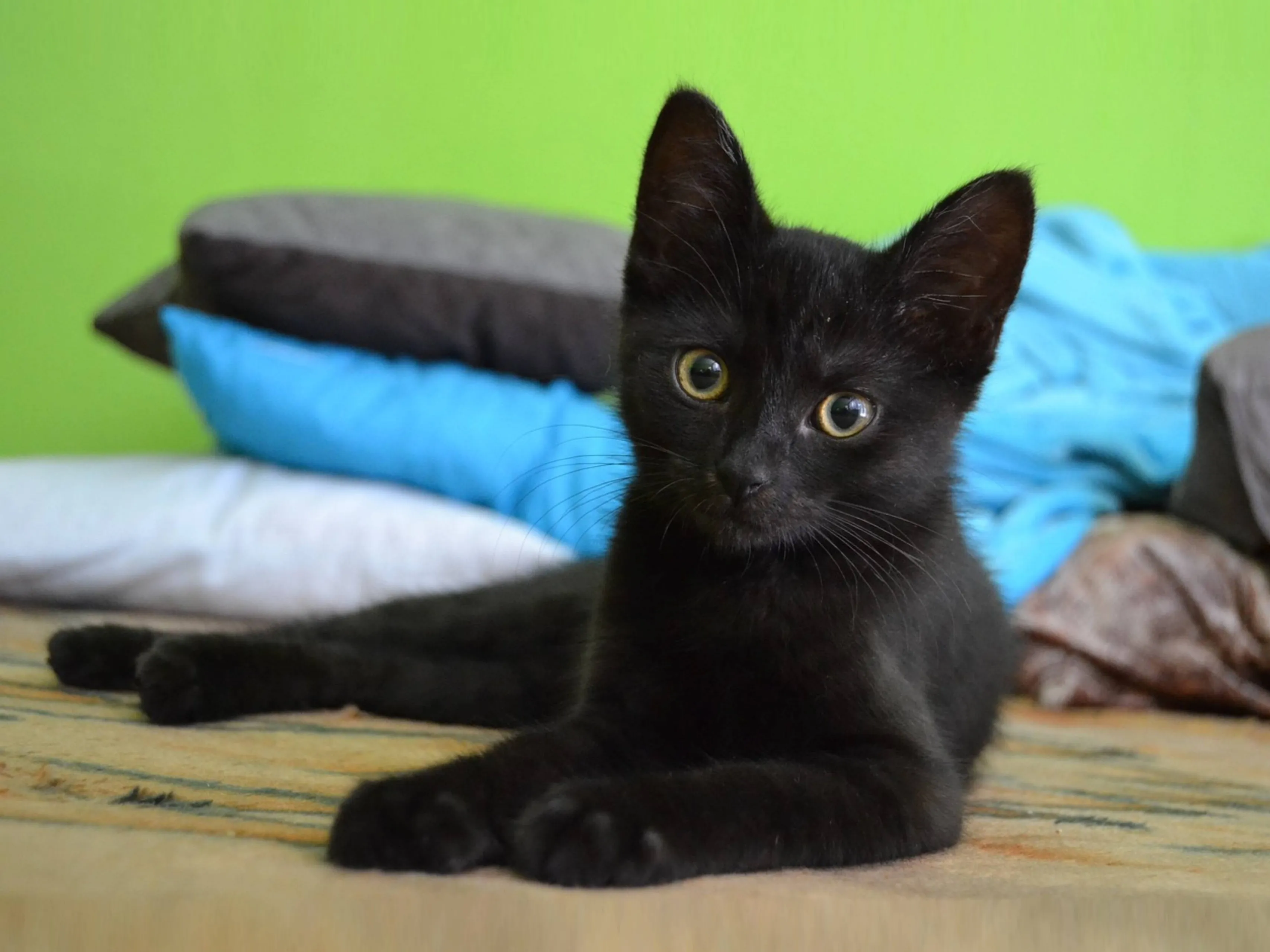 zwarte kitten