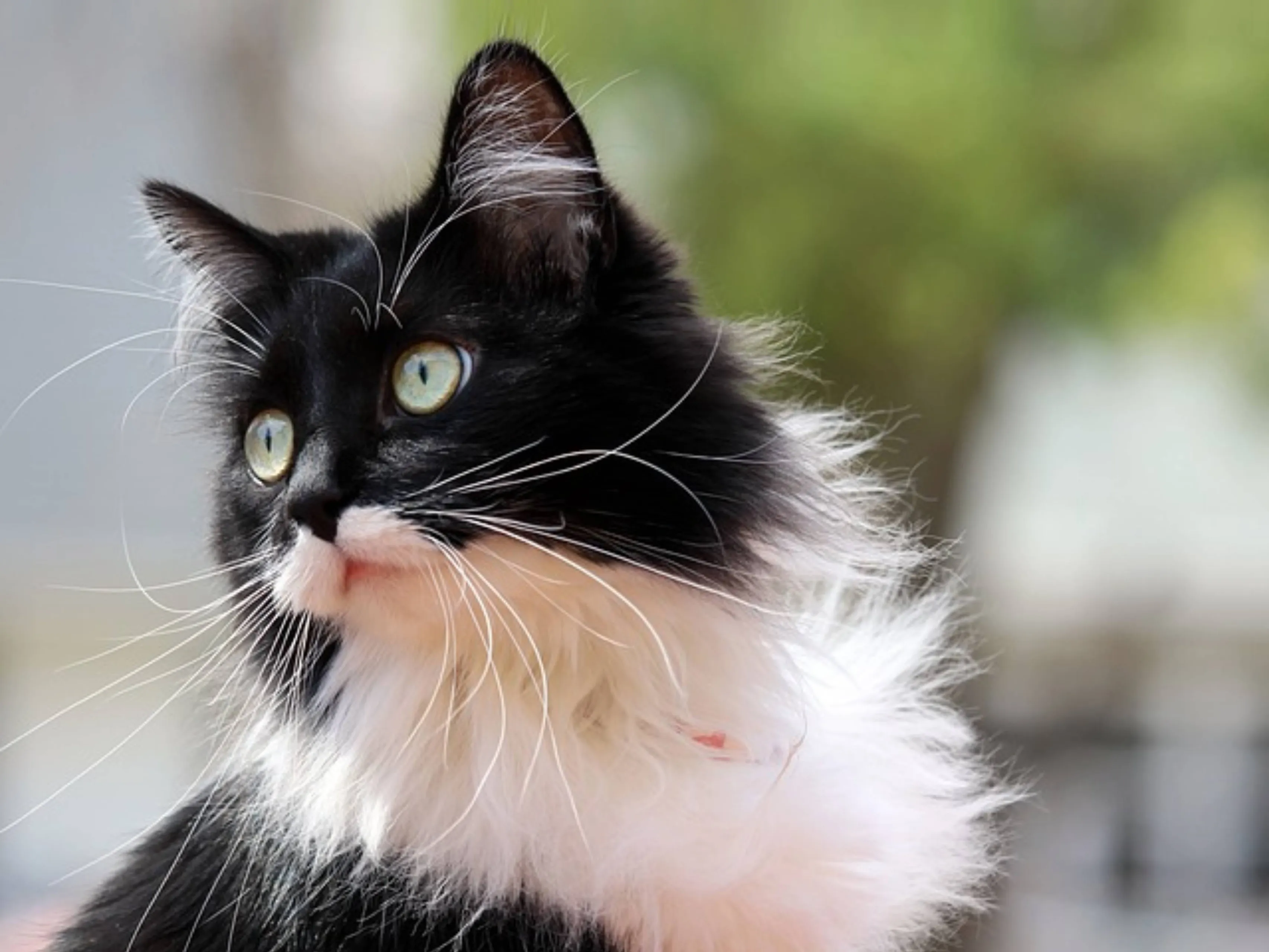 black white cat