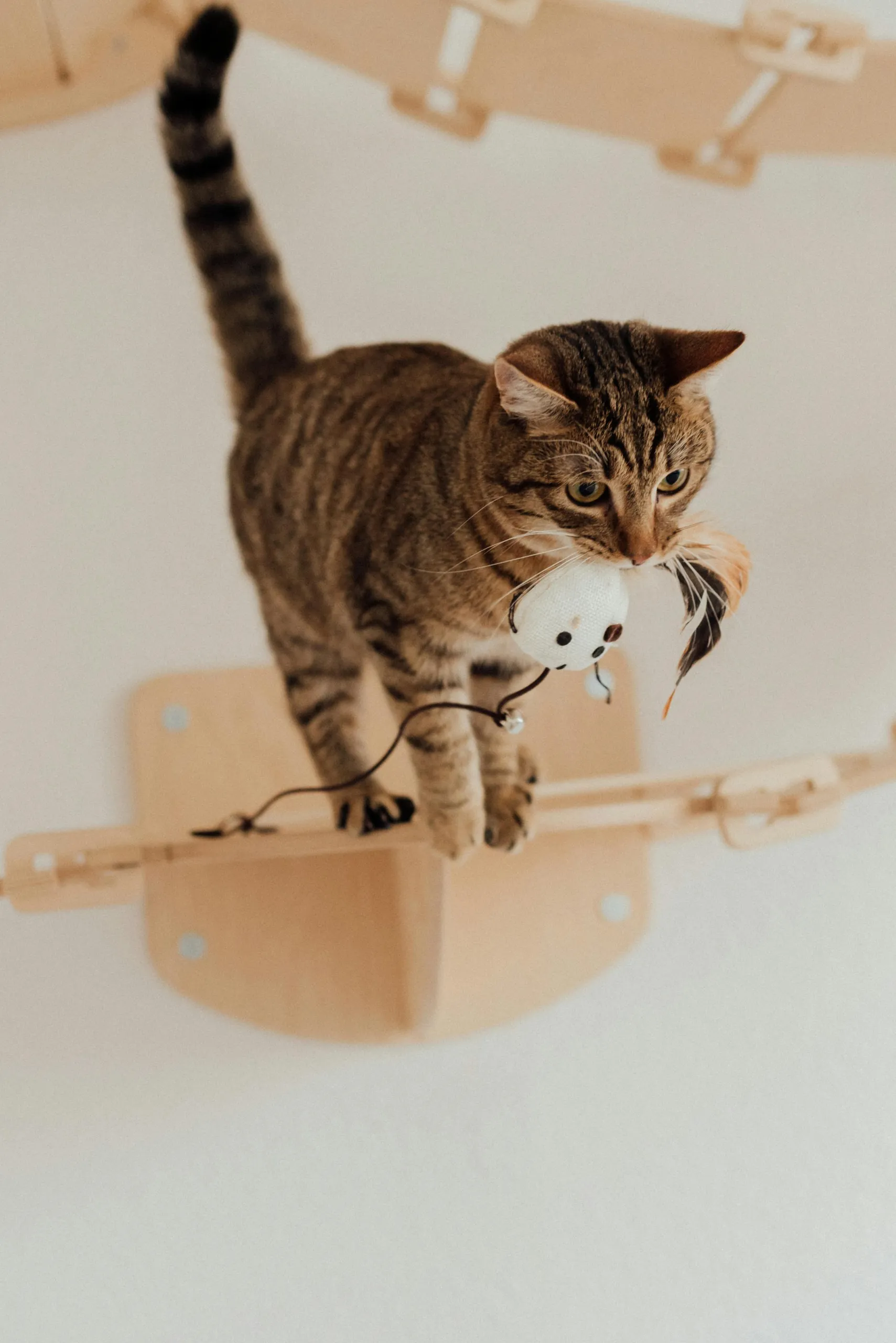 kat met muis in de bek