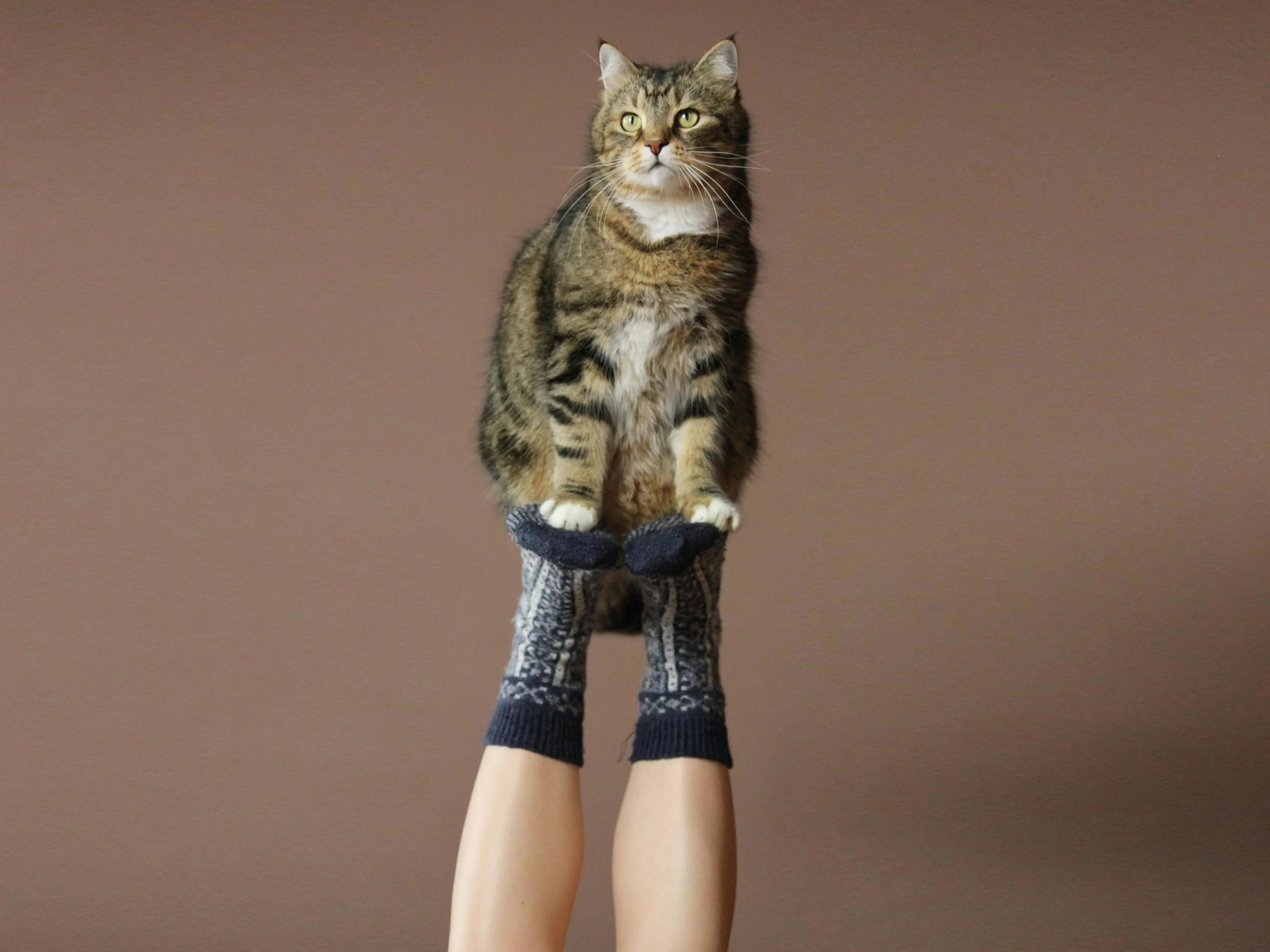 kat sokken
