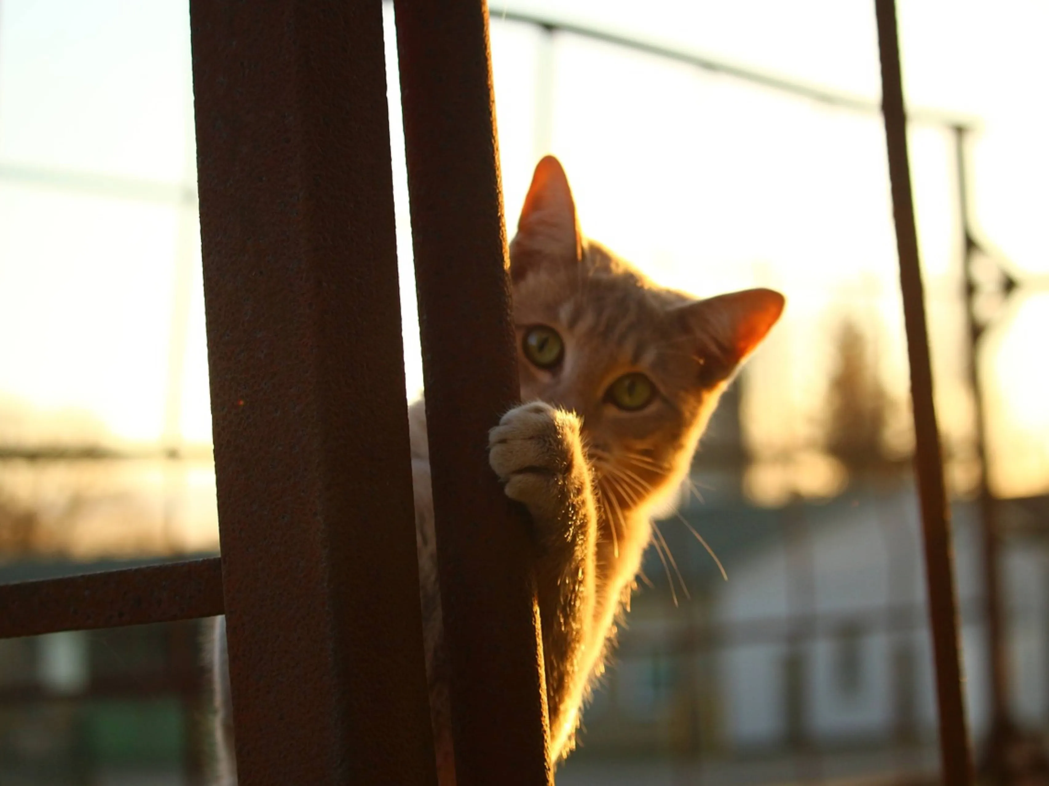 kat verstopt