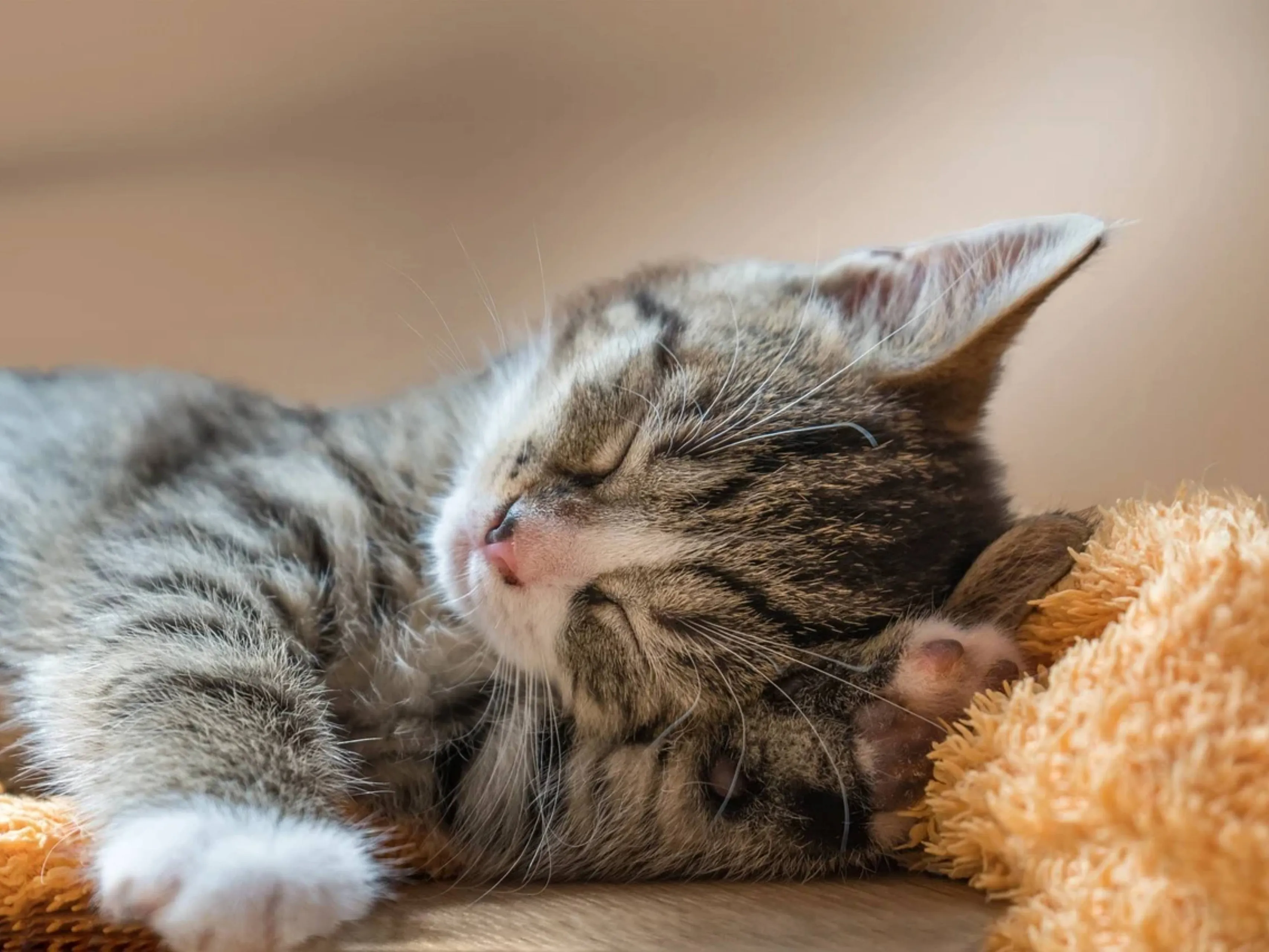 kitten op een kussentje