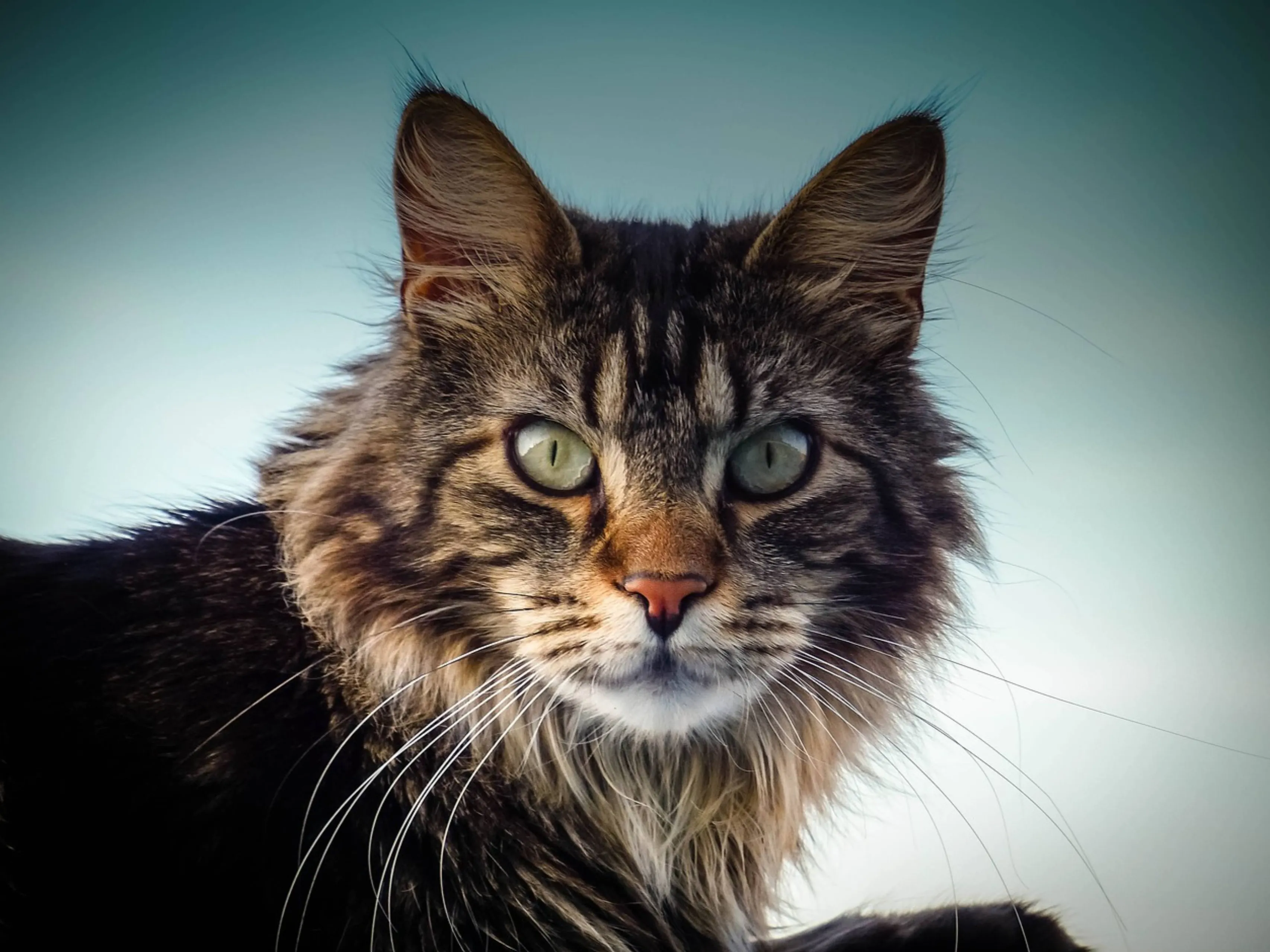 maine coon