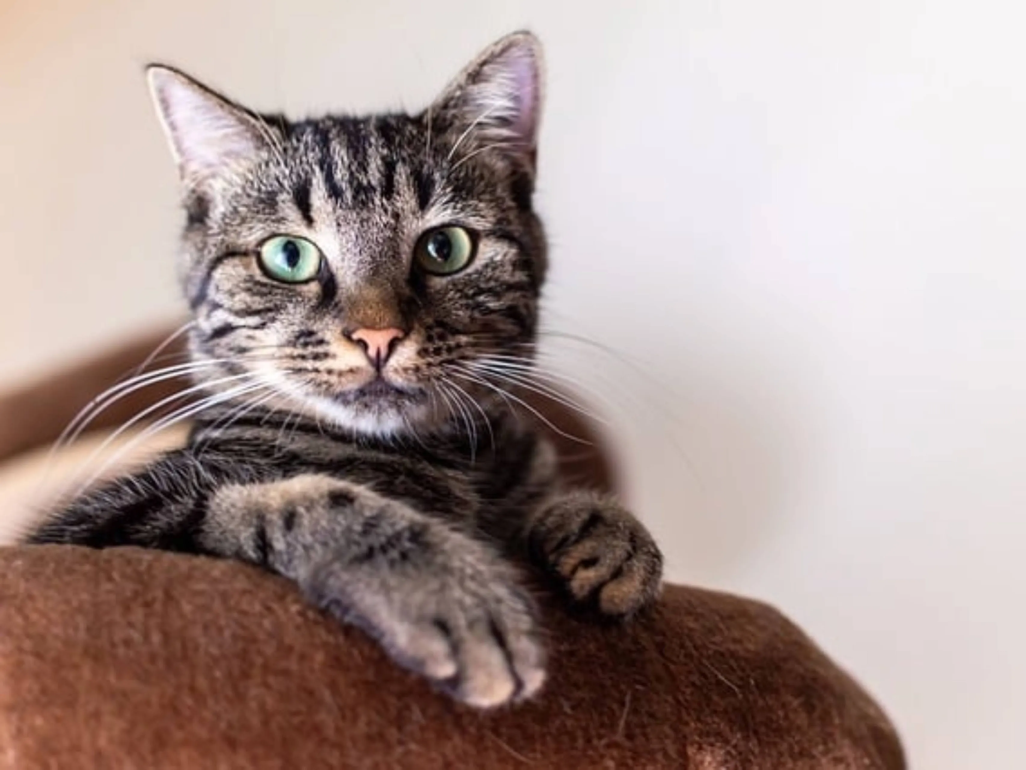oude kat getijgerd
