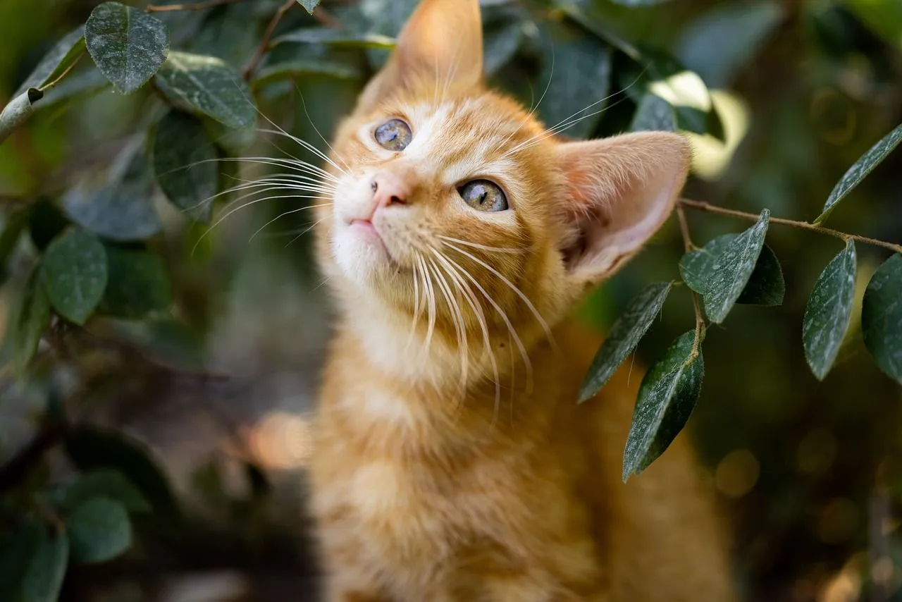 red cat