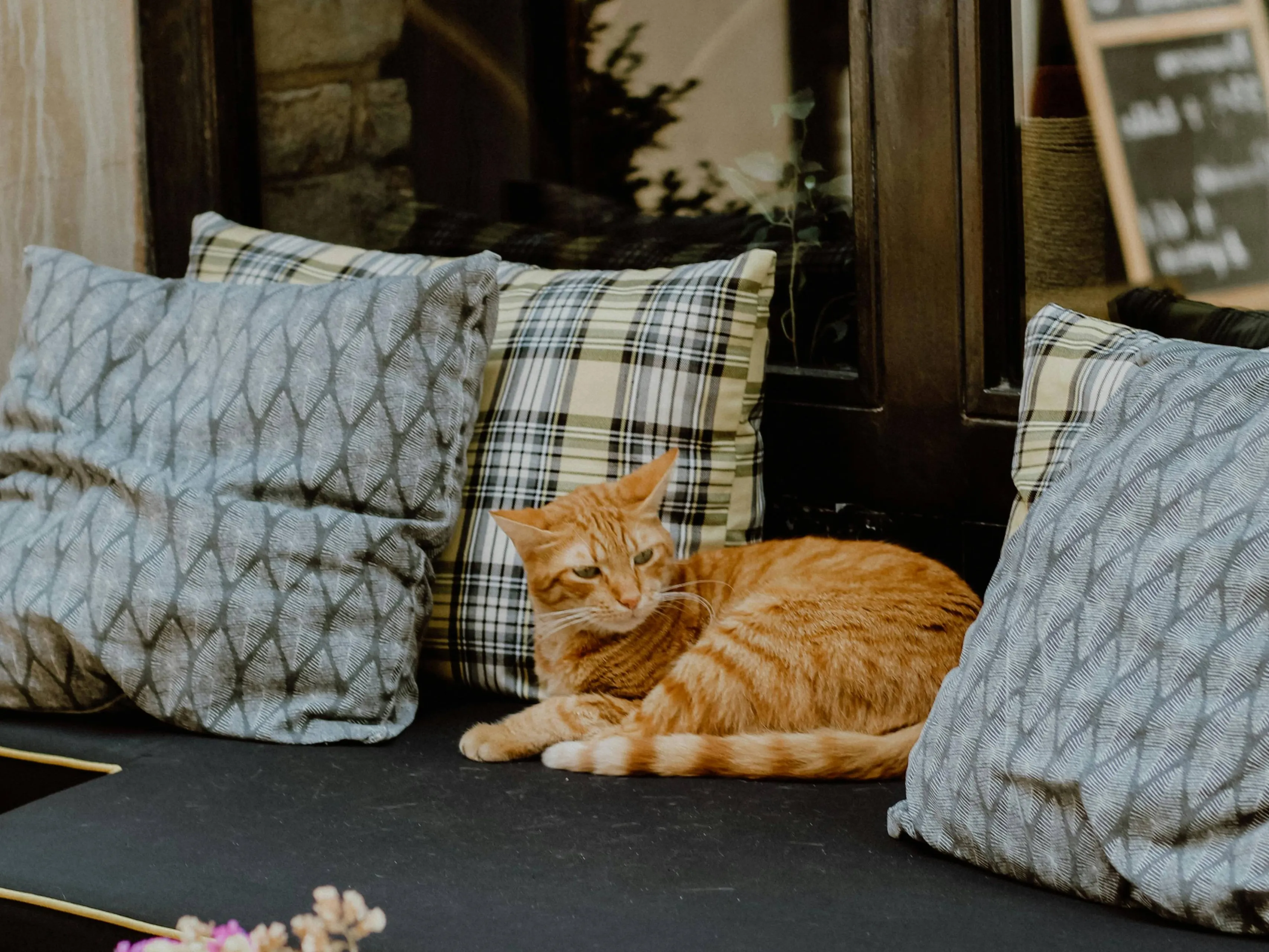 rode kat op een bank kattencafe