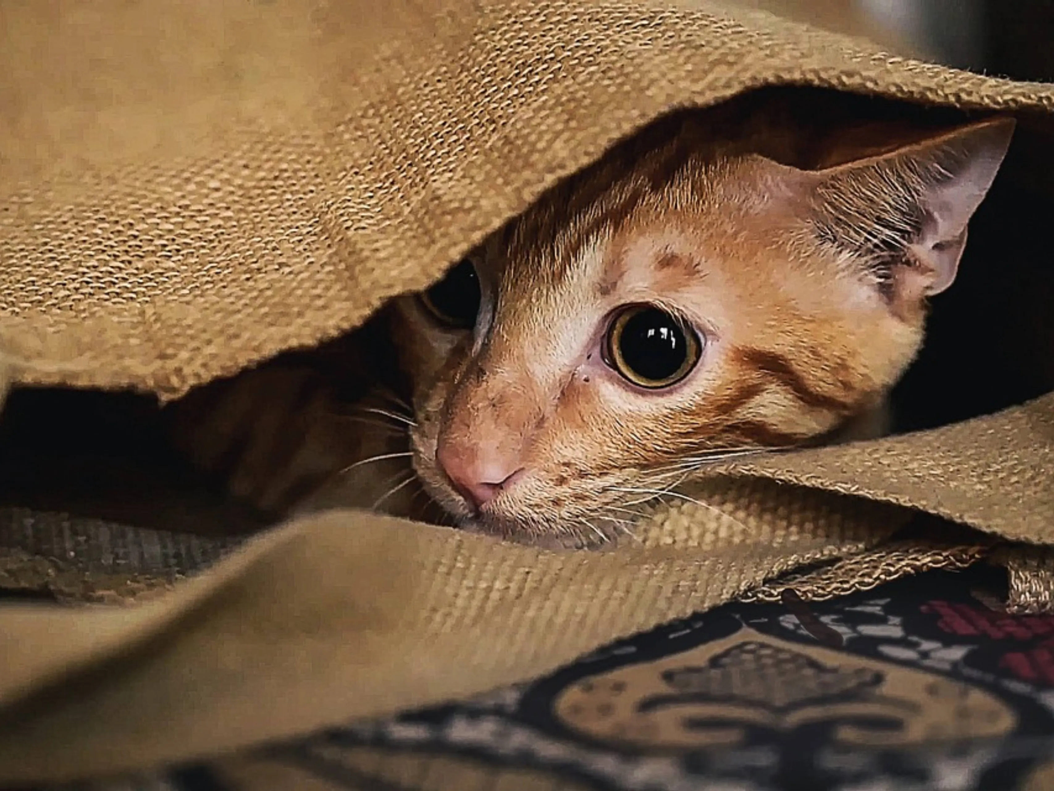 rode kat verstoppen