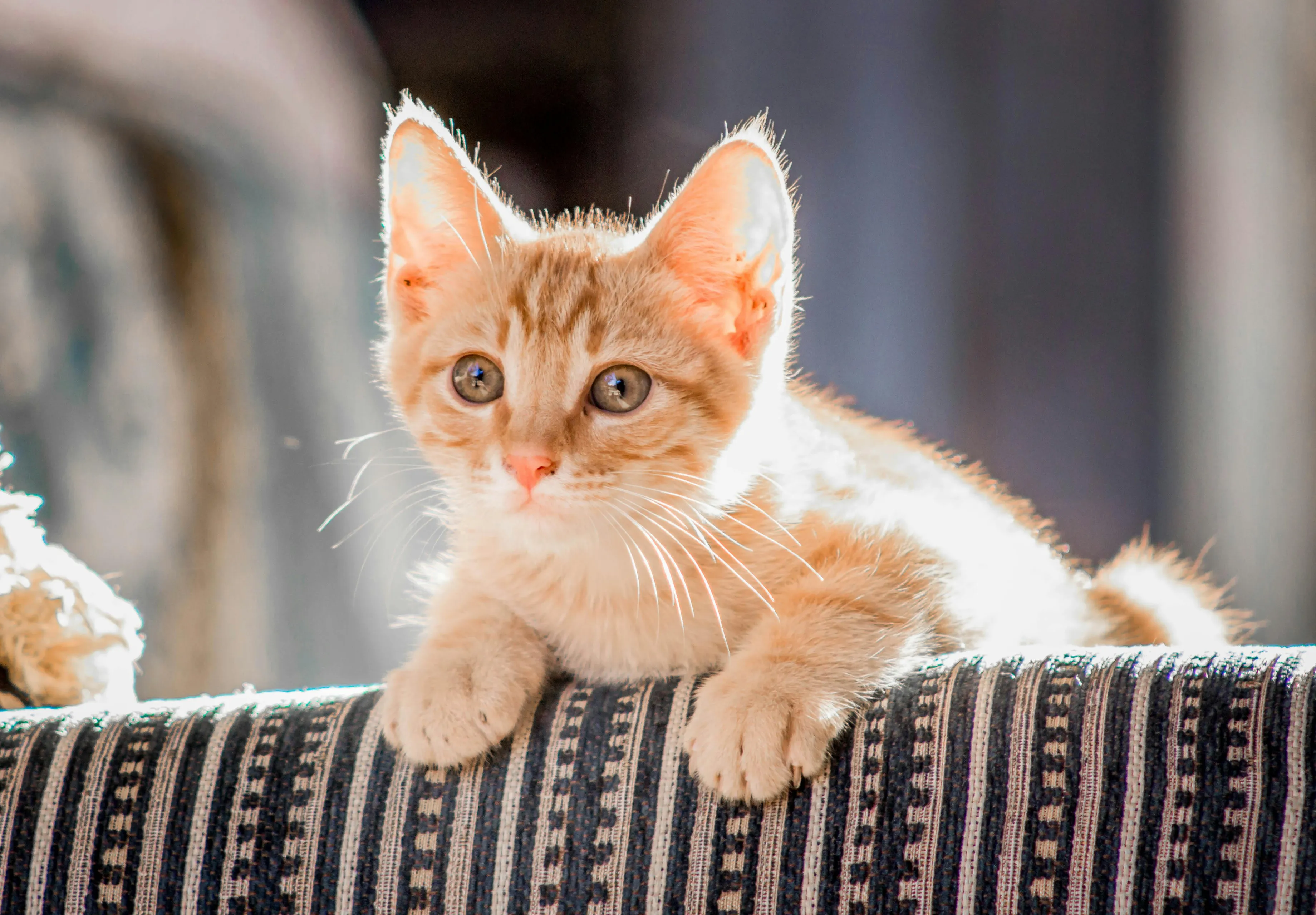 rode kitten
