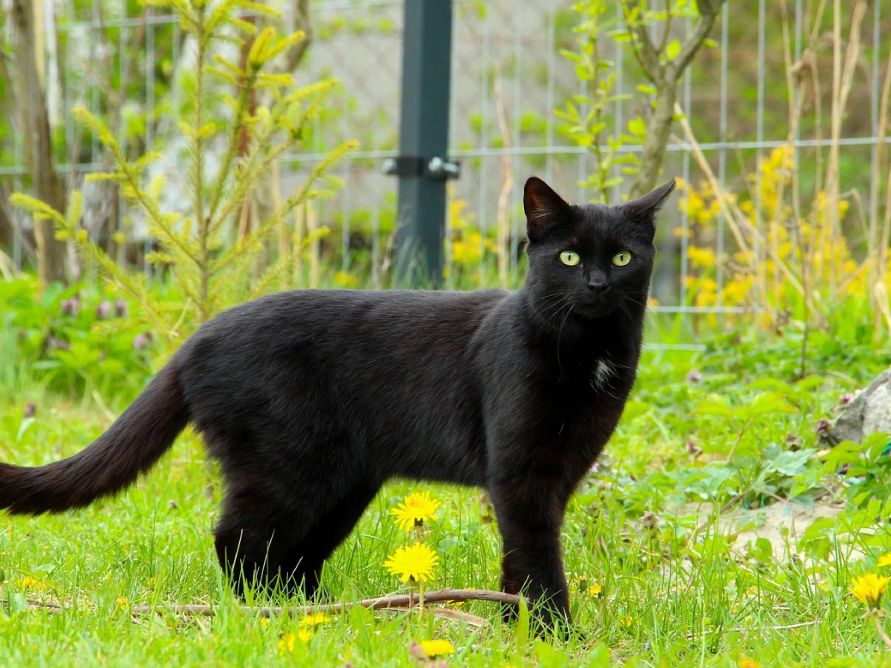 zwarte kat wit befje
