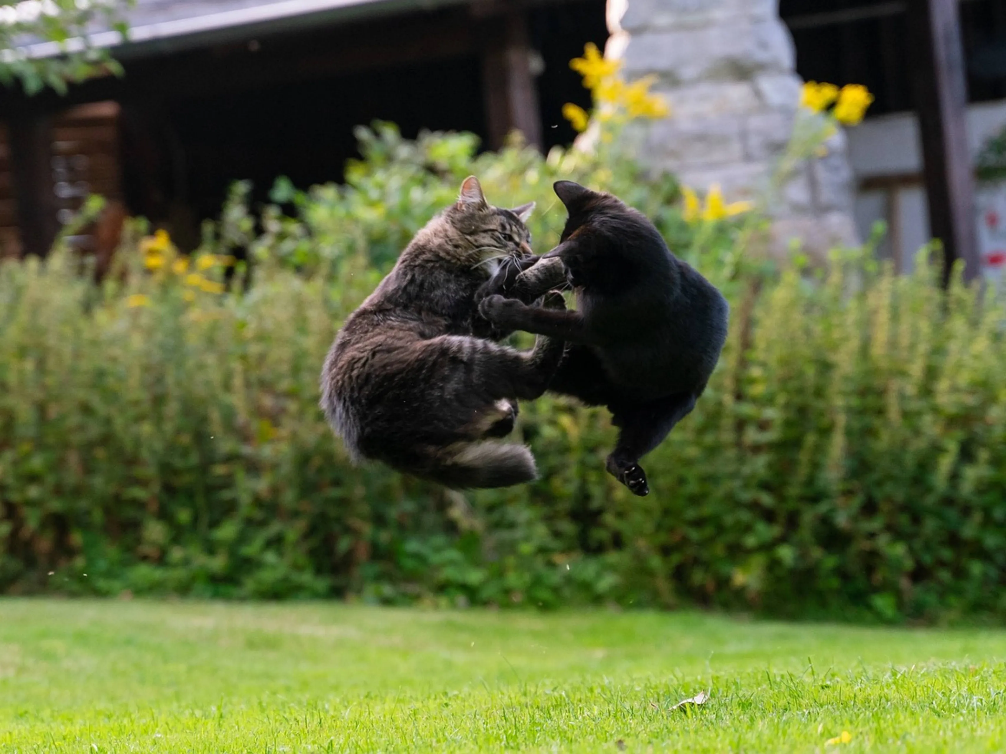 cat punch