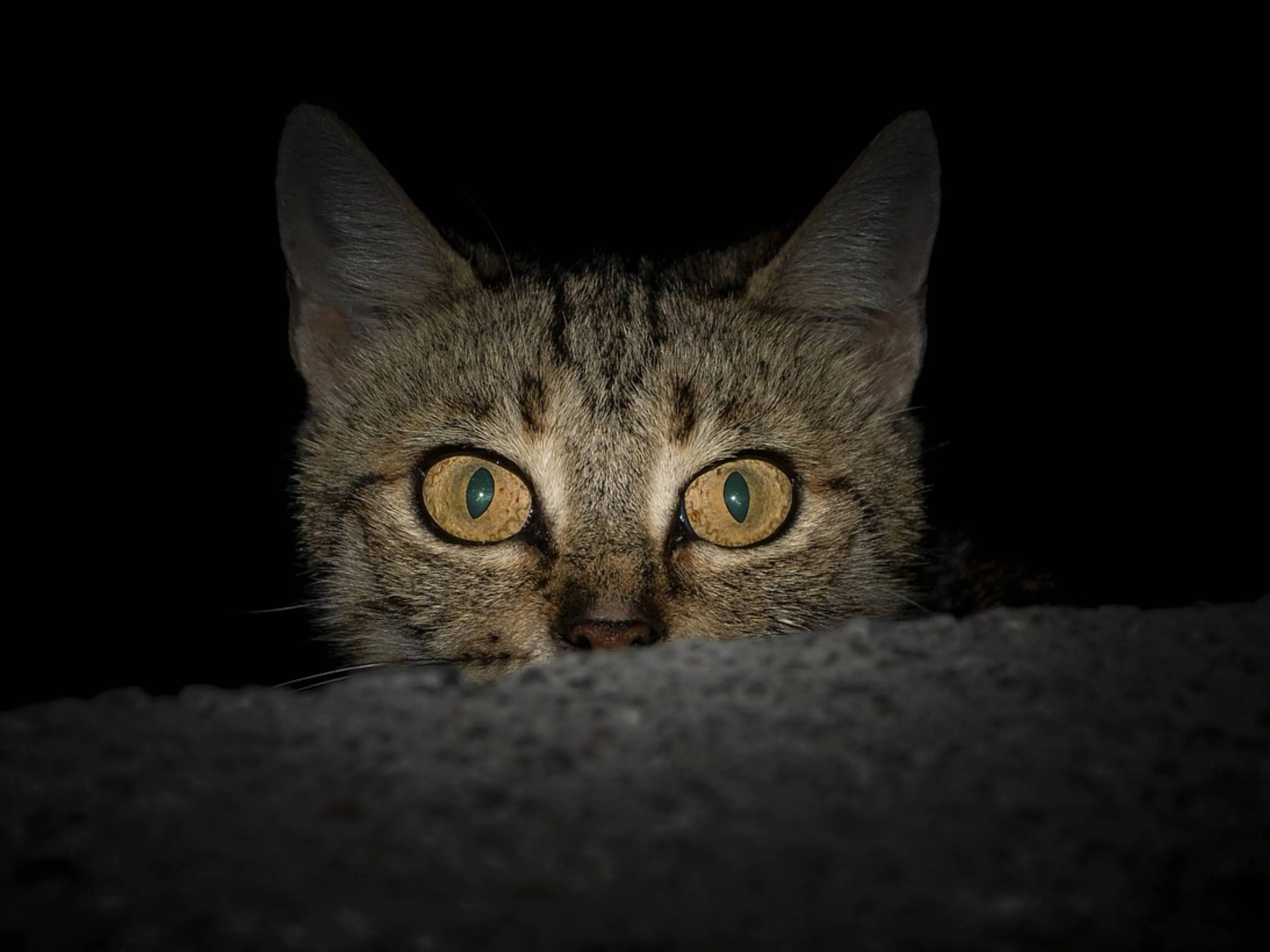 cat thief
