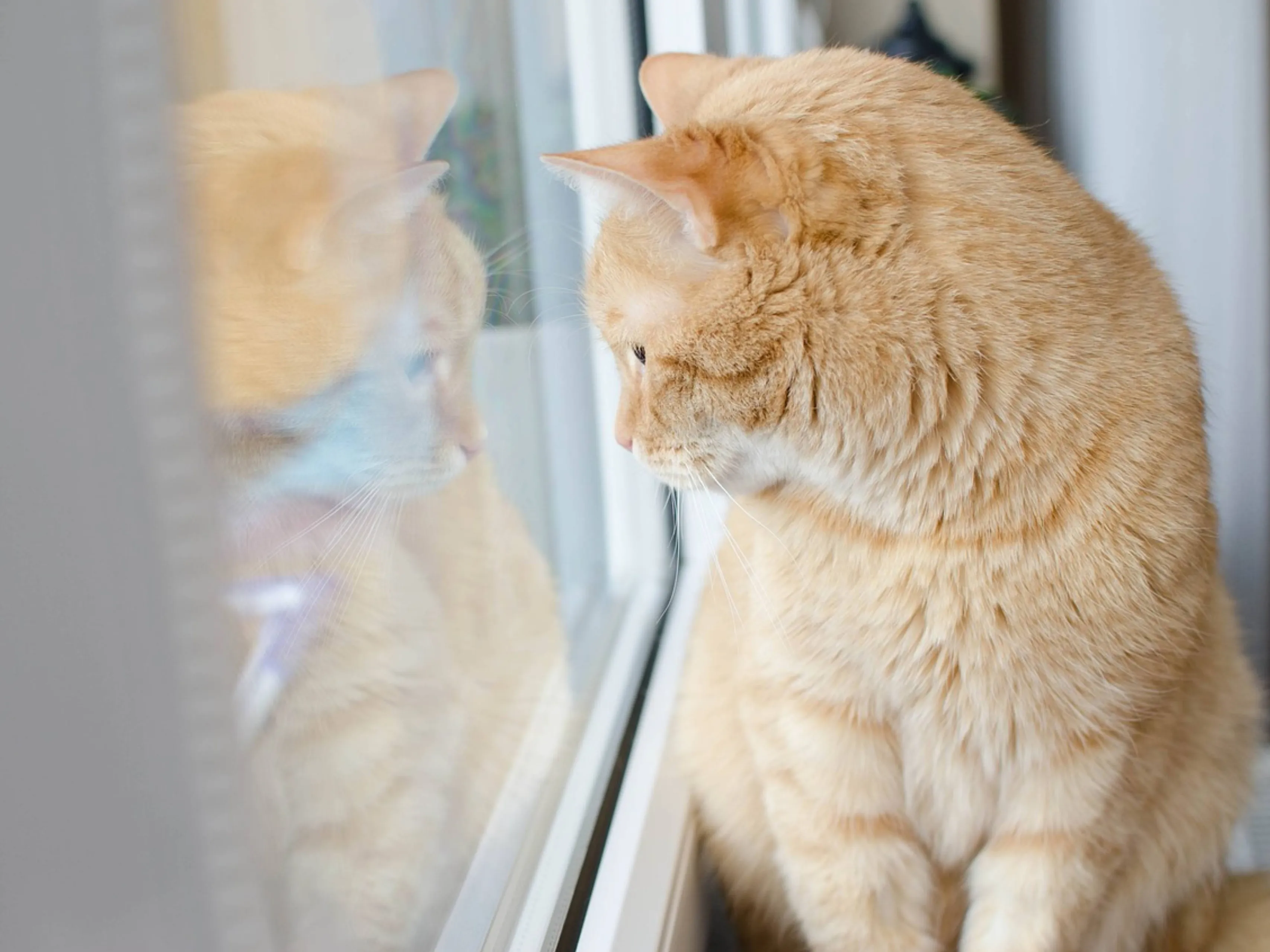 cat window