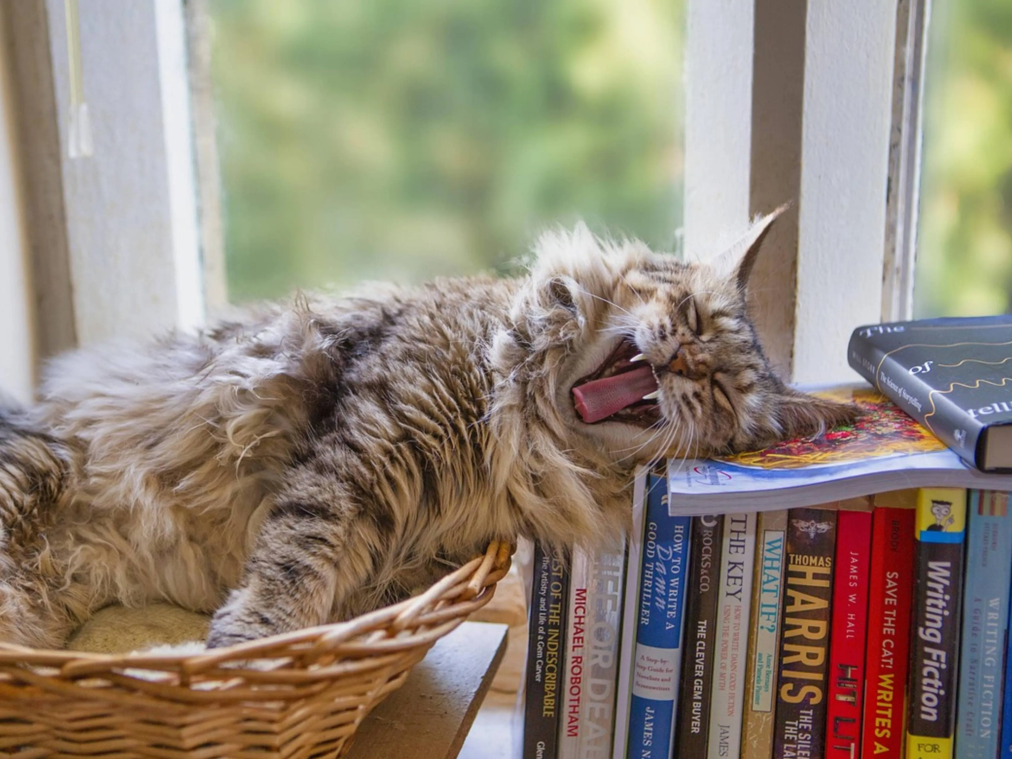 kat boek