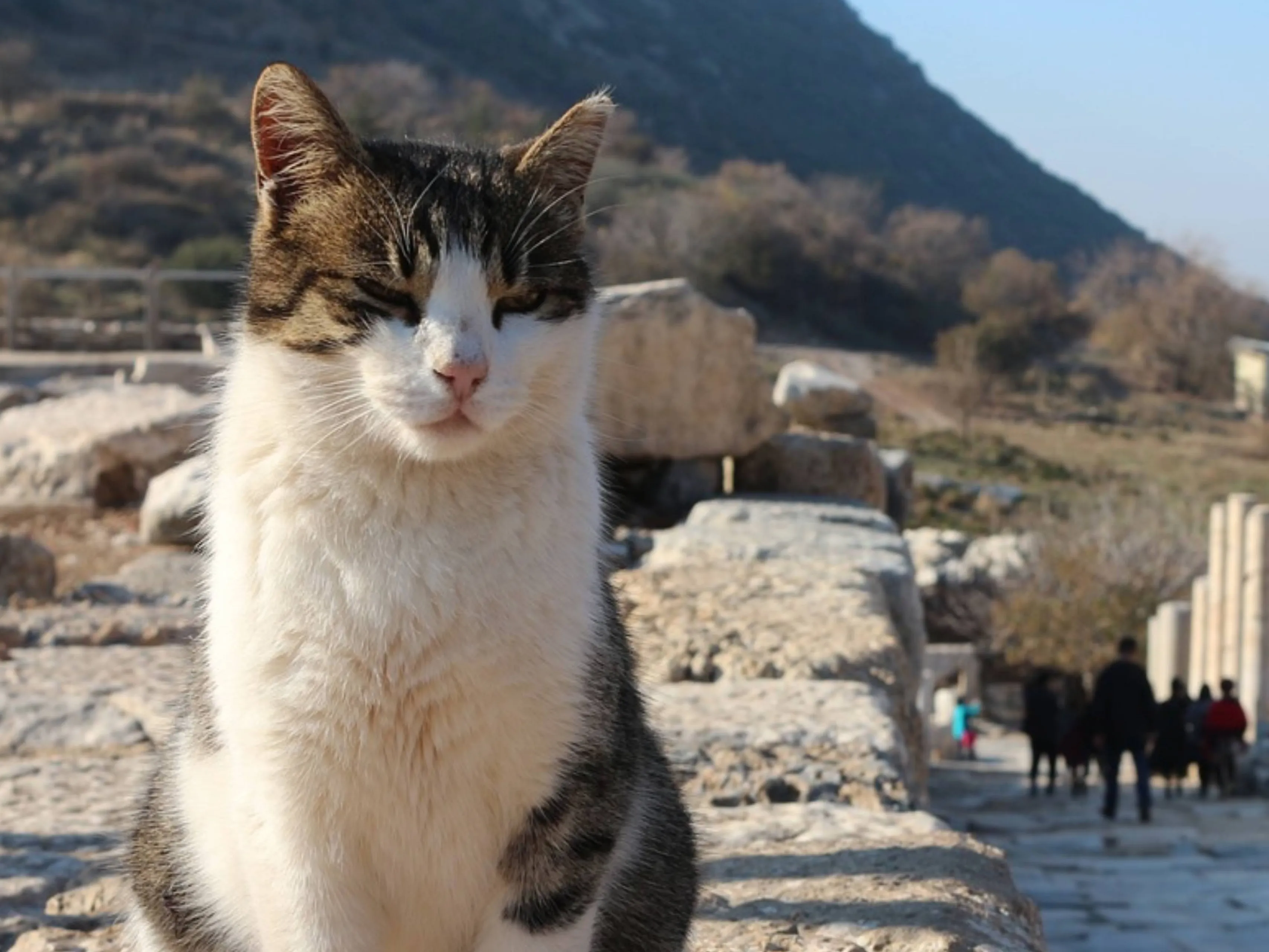 kat ruine