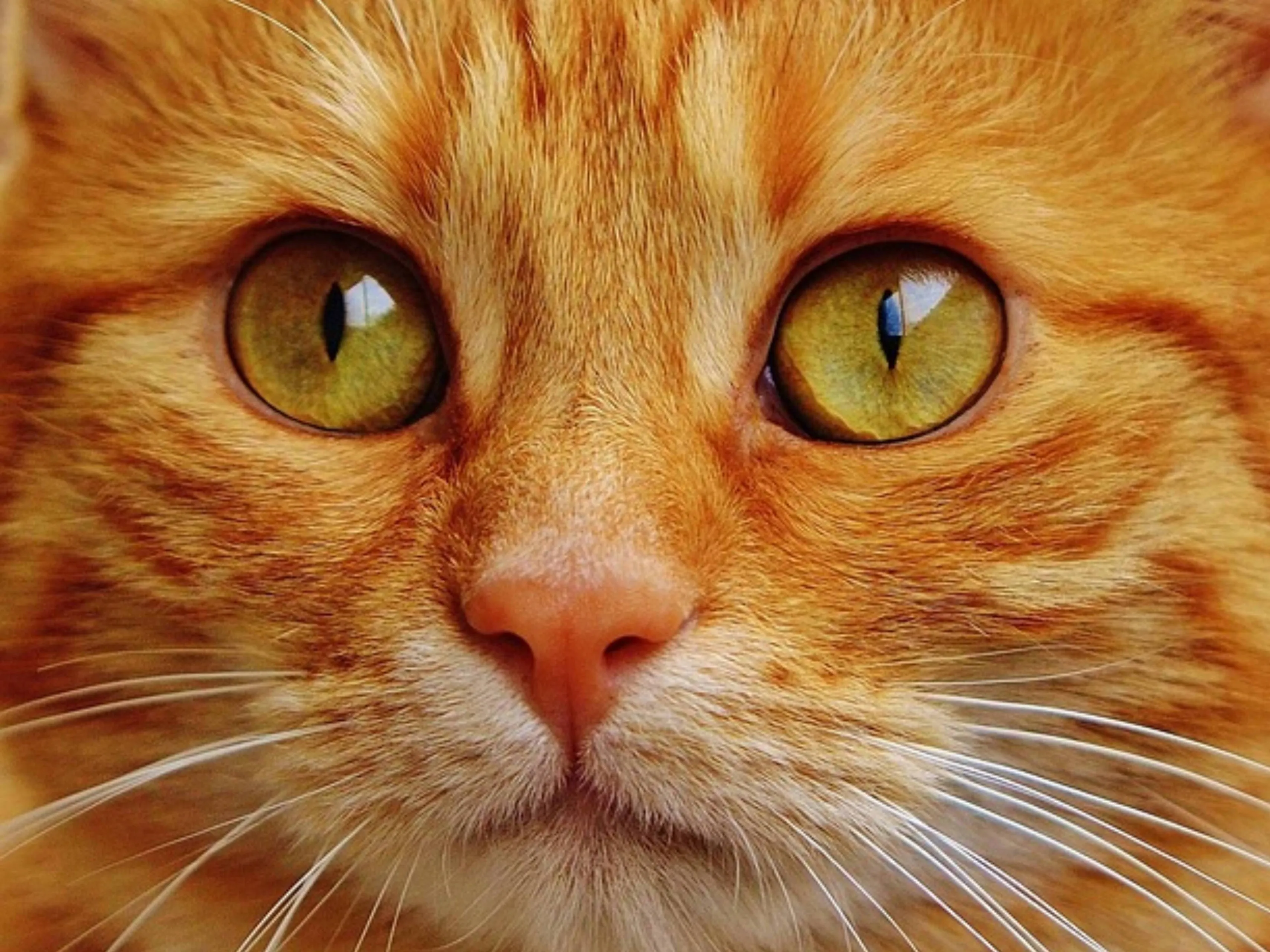 rode kat gezicht