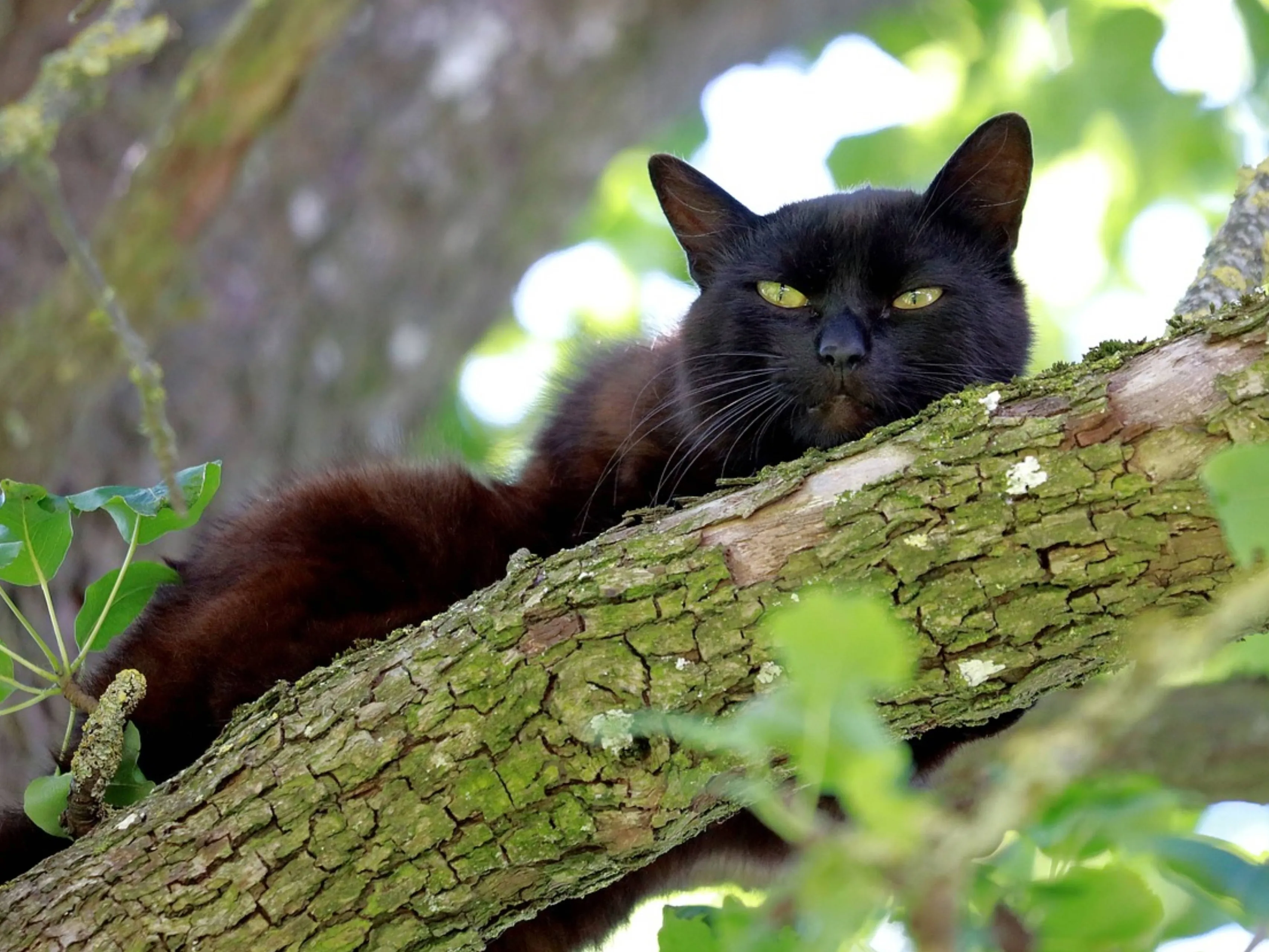 zwarte kat boom