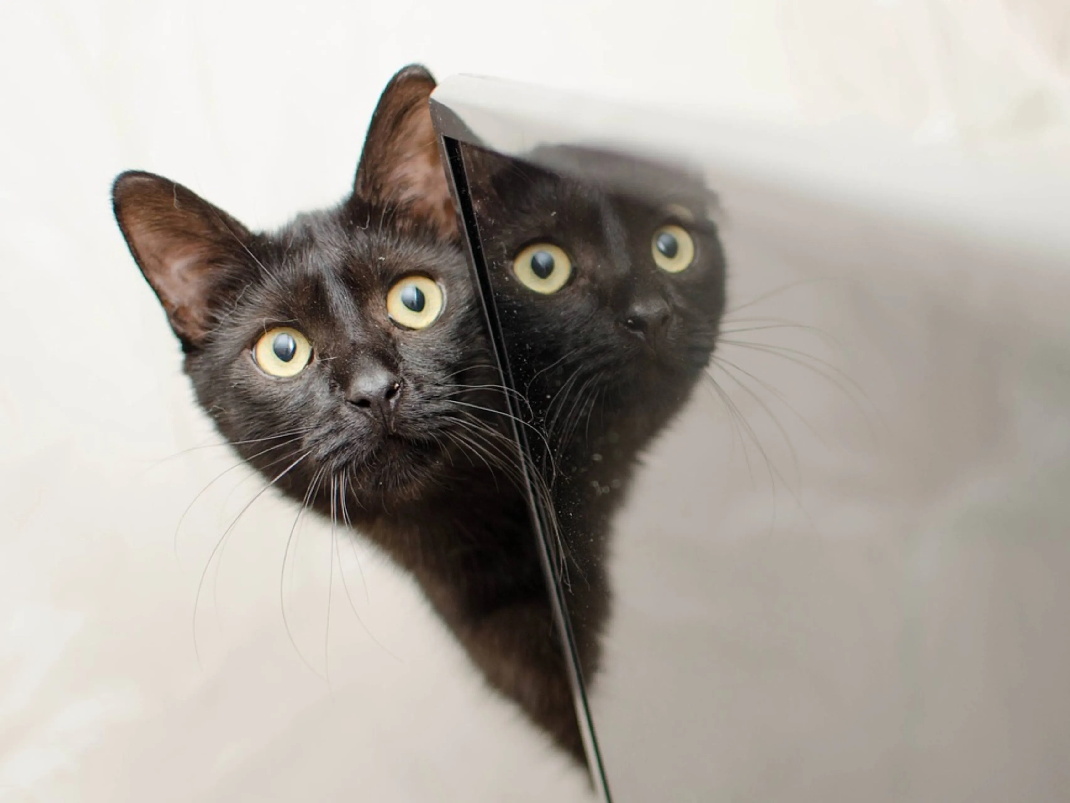 zwarte kat reflectie