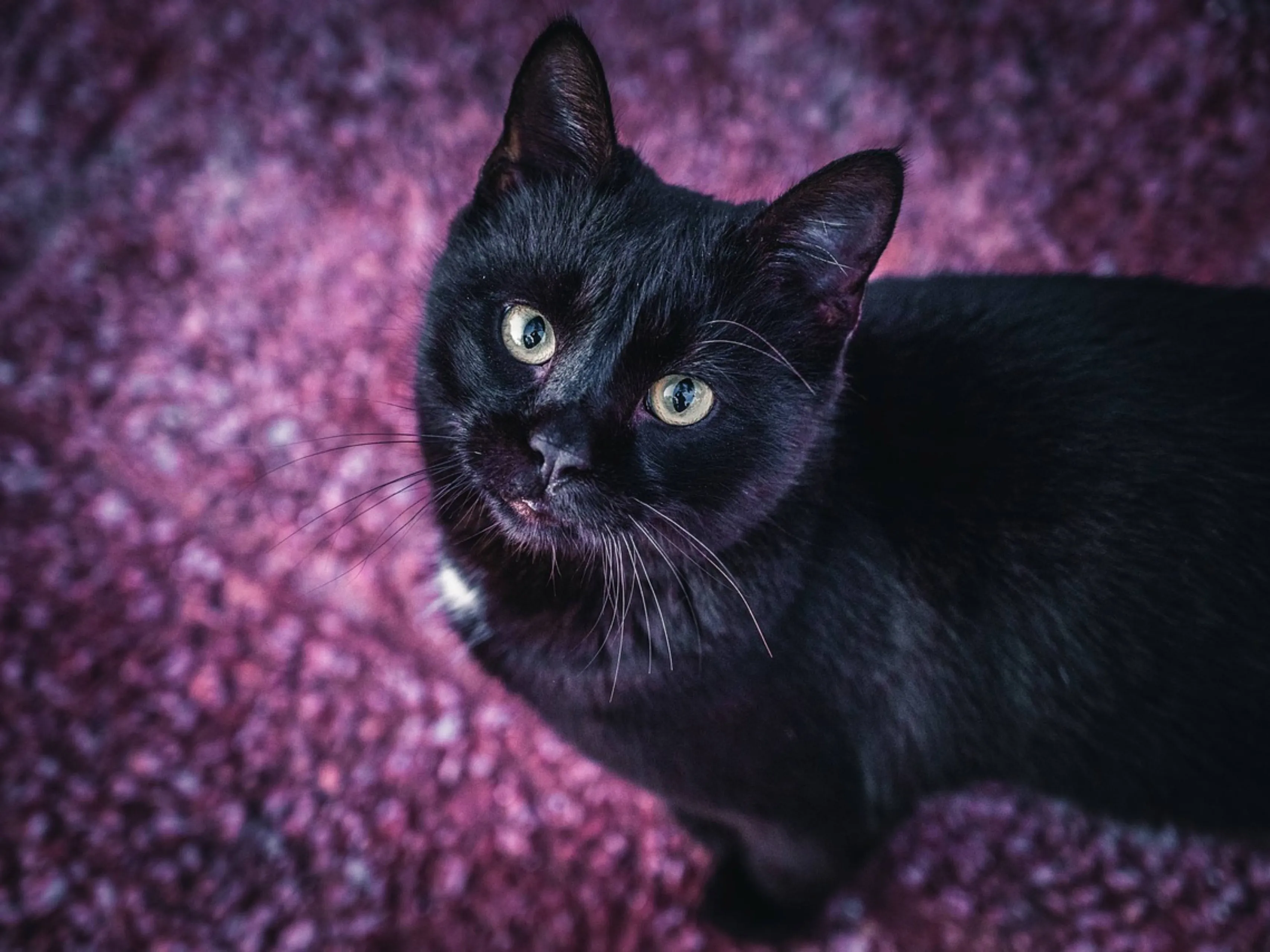 zwarte kat wit befje 1