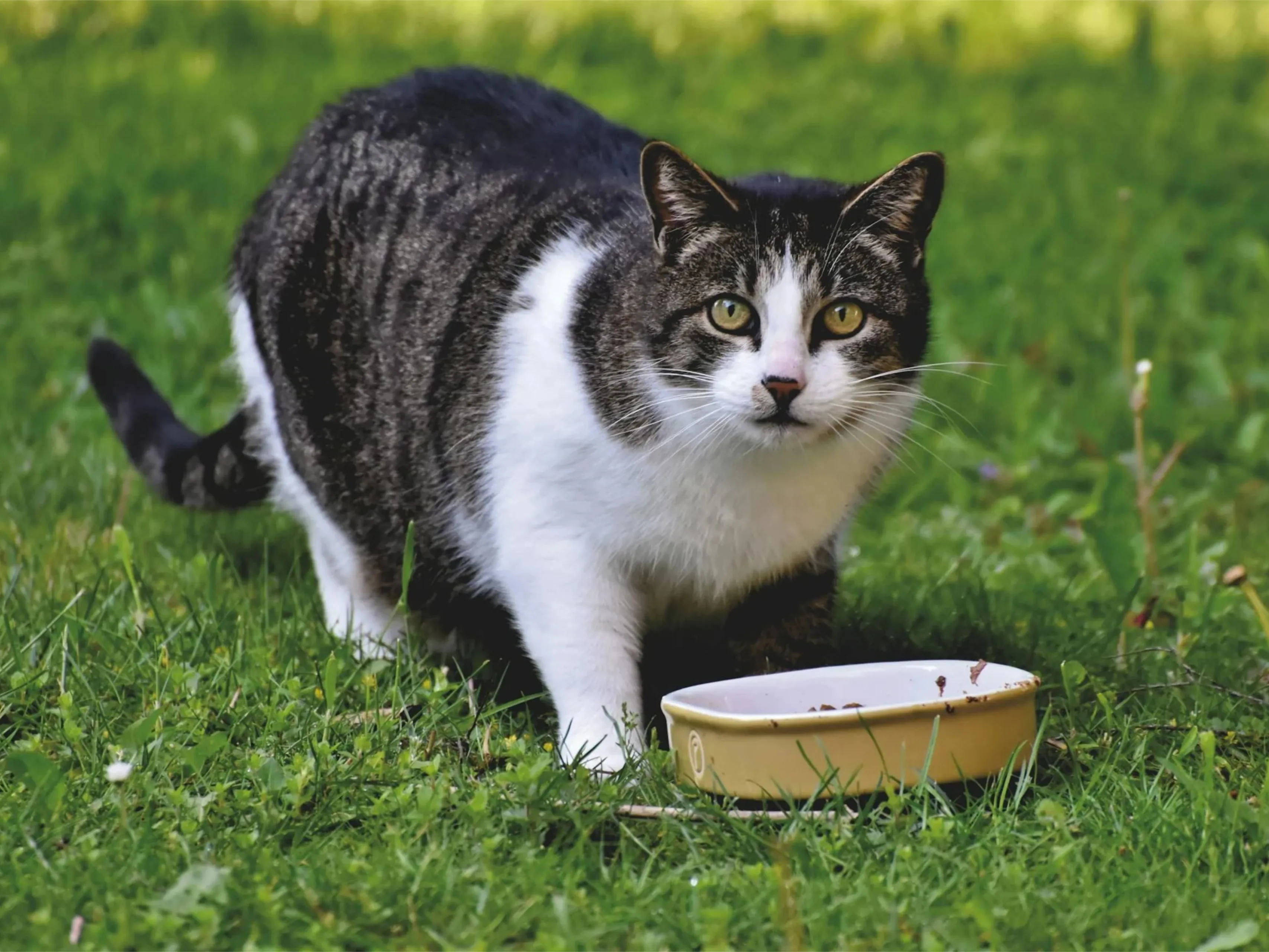 kattenvoerjpg