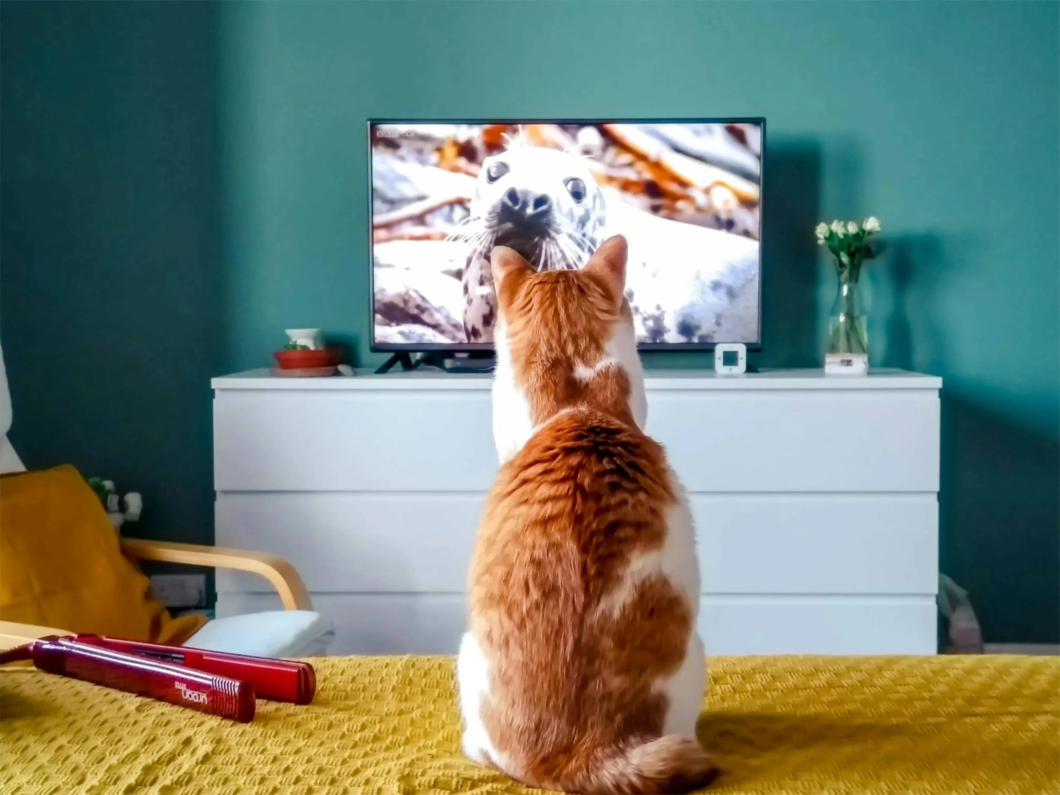 kattvjpg