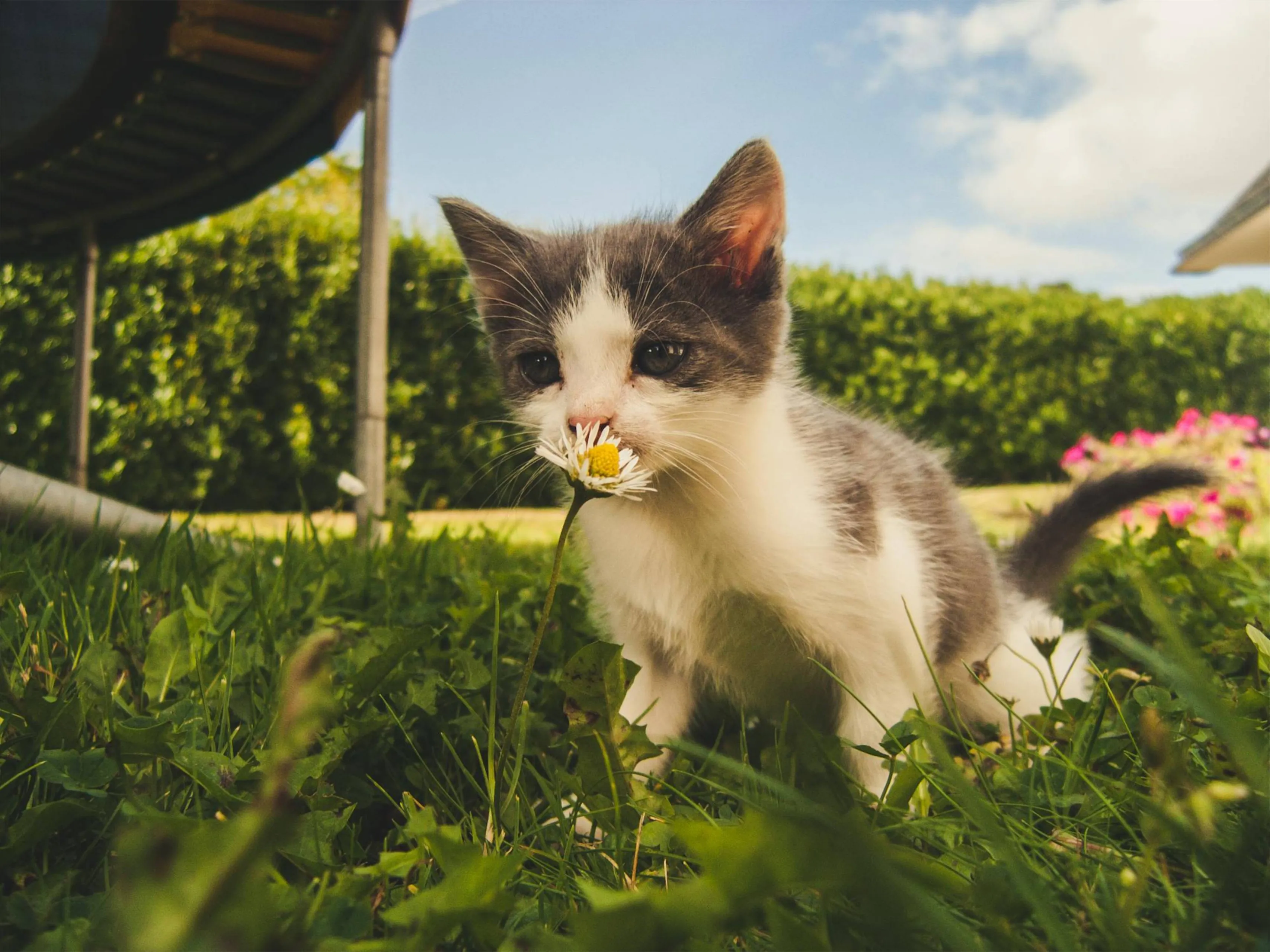 kittenjpg