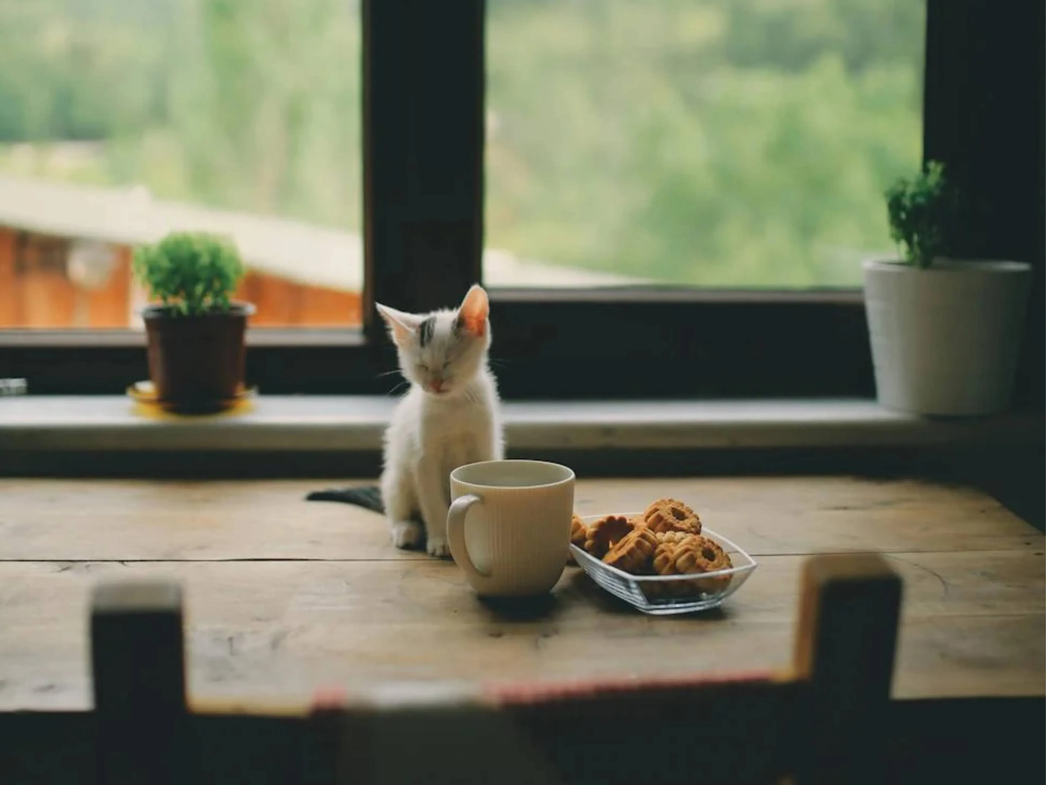 koffiekat
