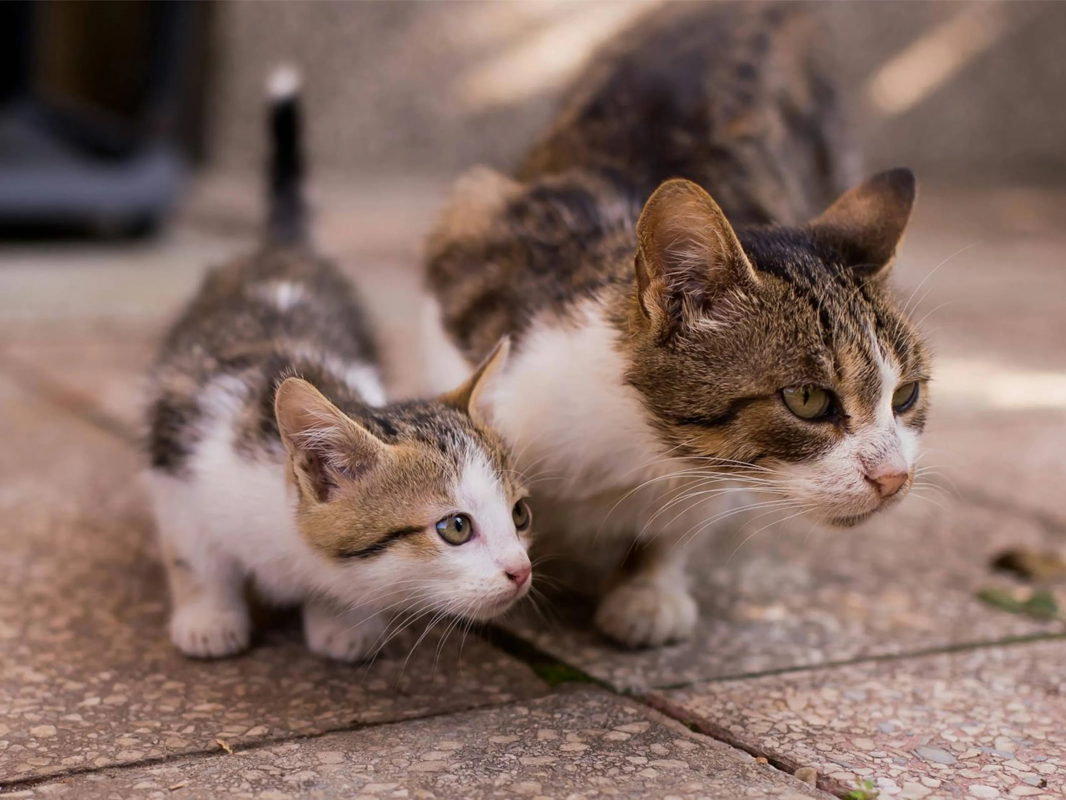 nieuwkittenjpg