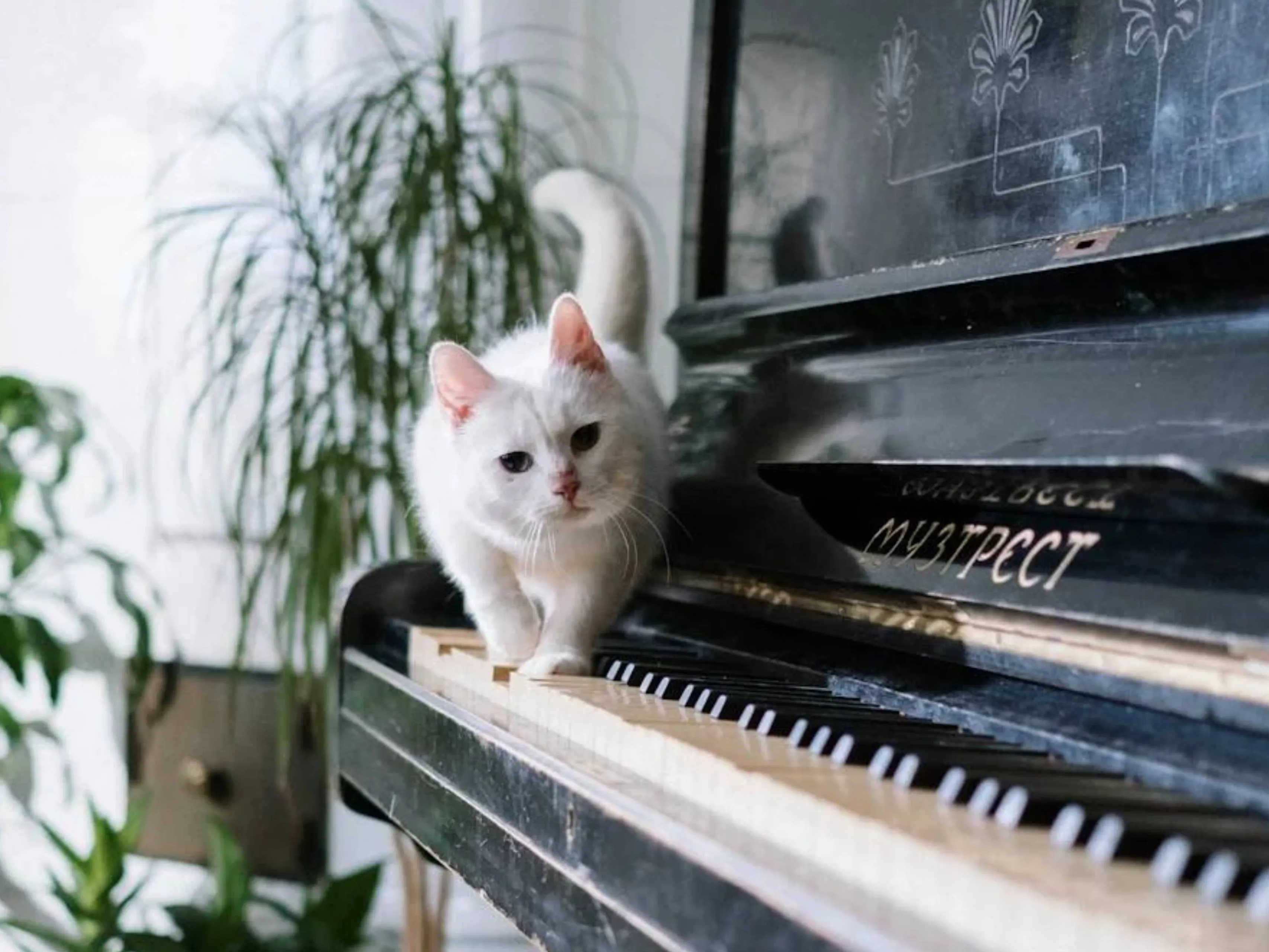 piano