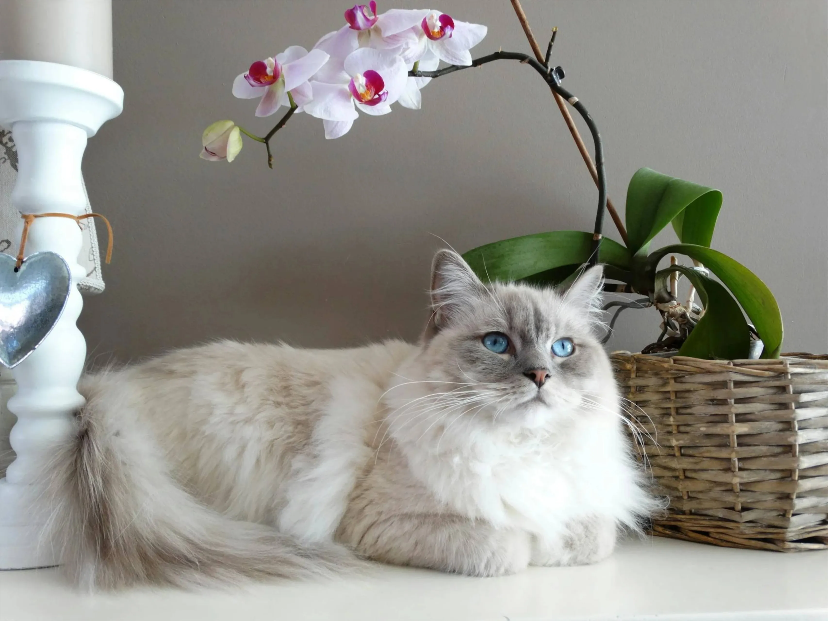 poes1