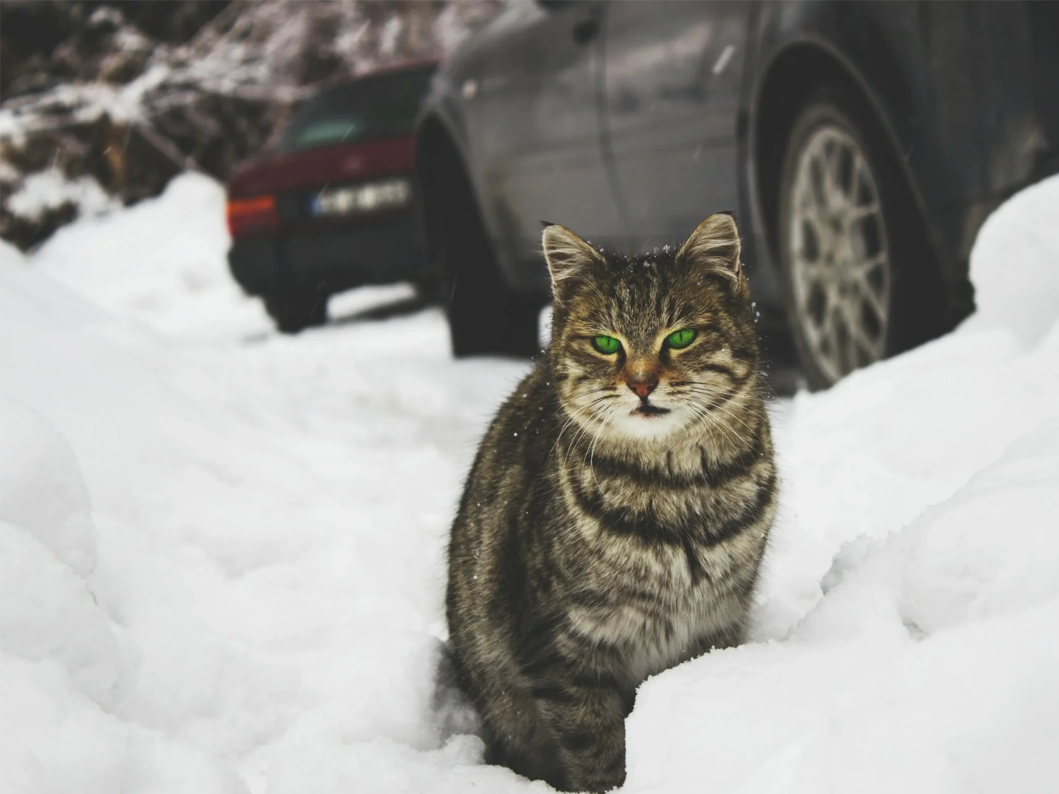 sneeuw