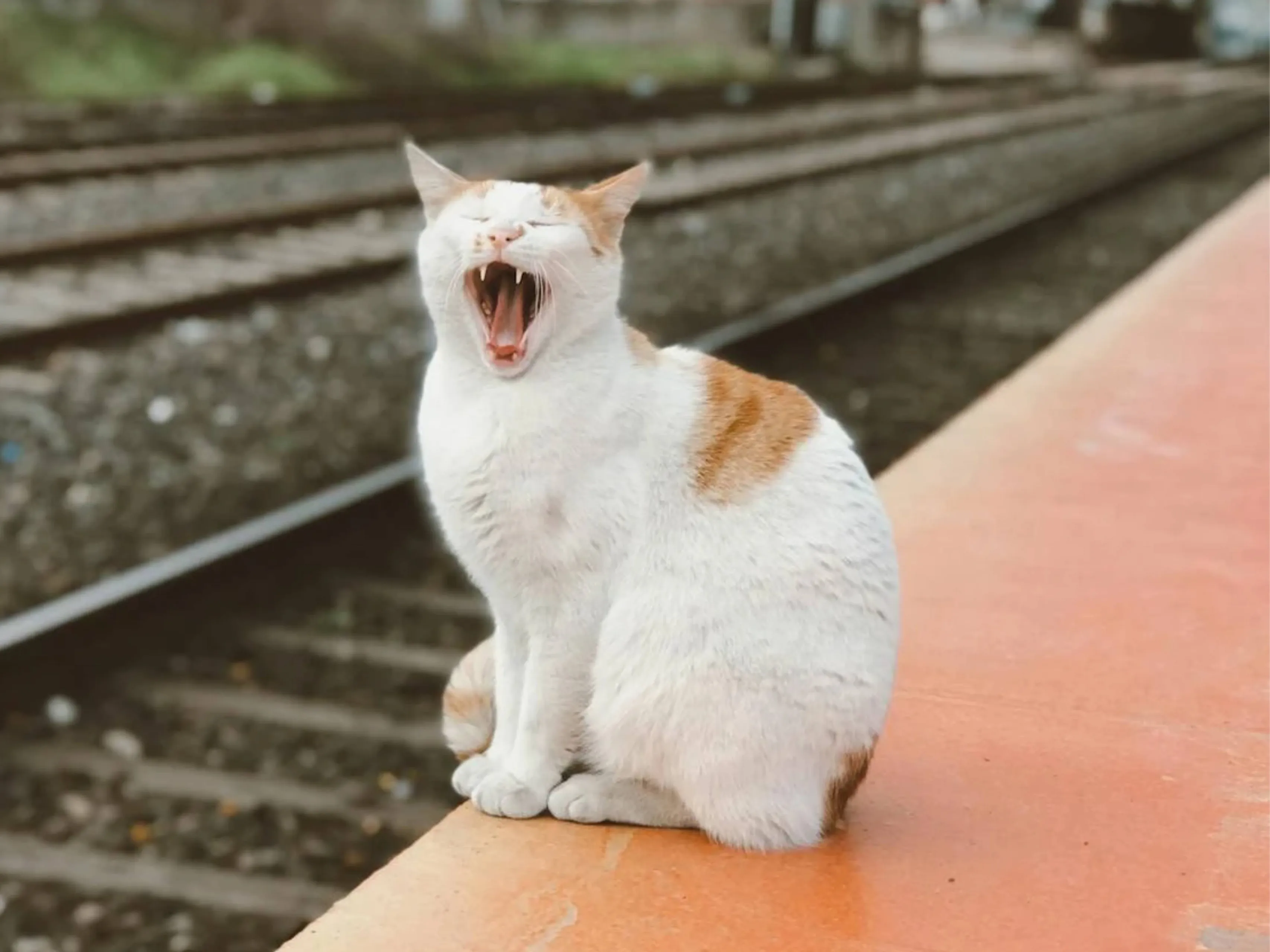 trein