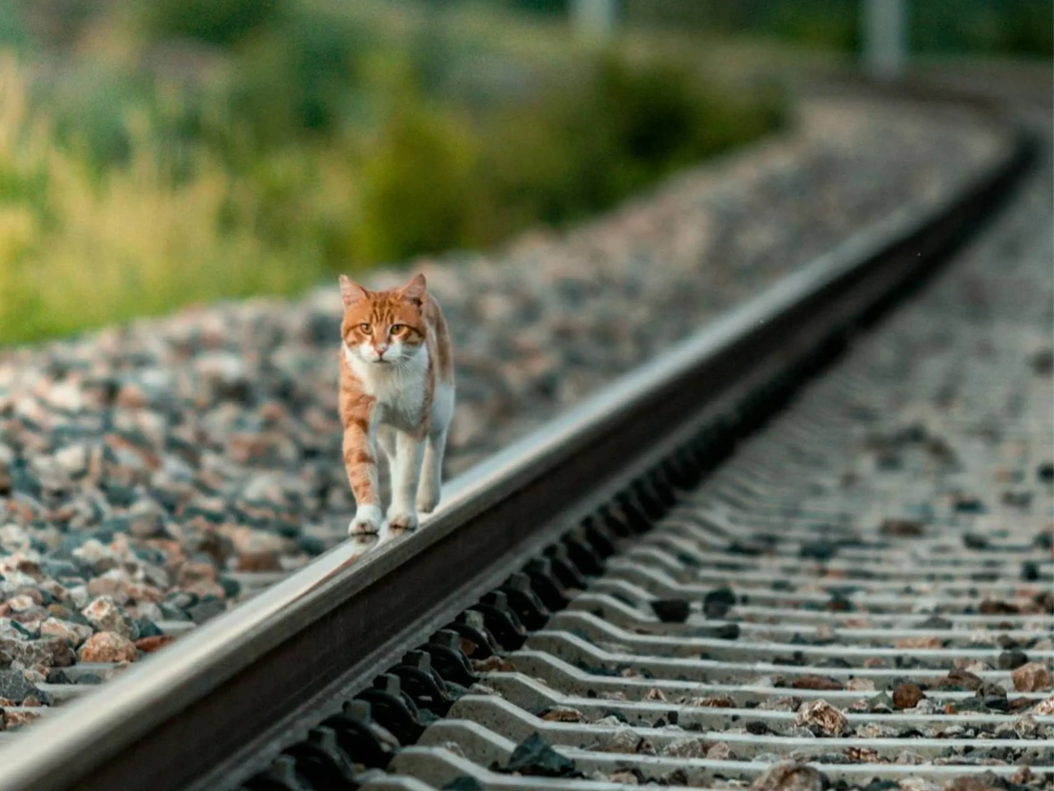 treinkatjpg