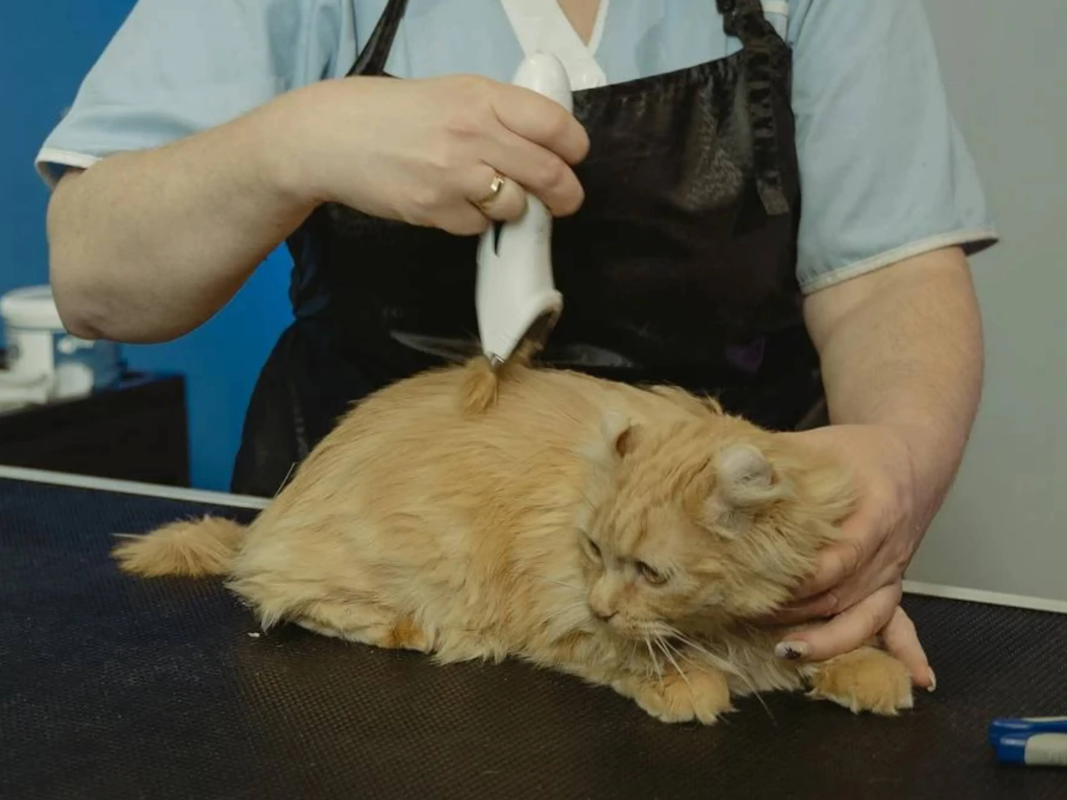 dierenartsjpg