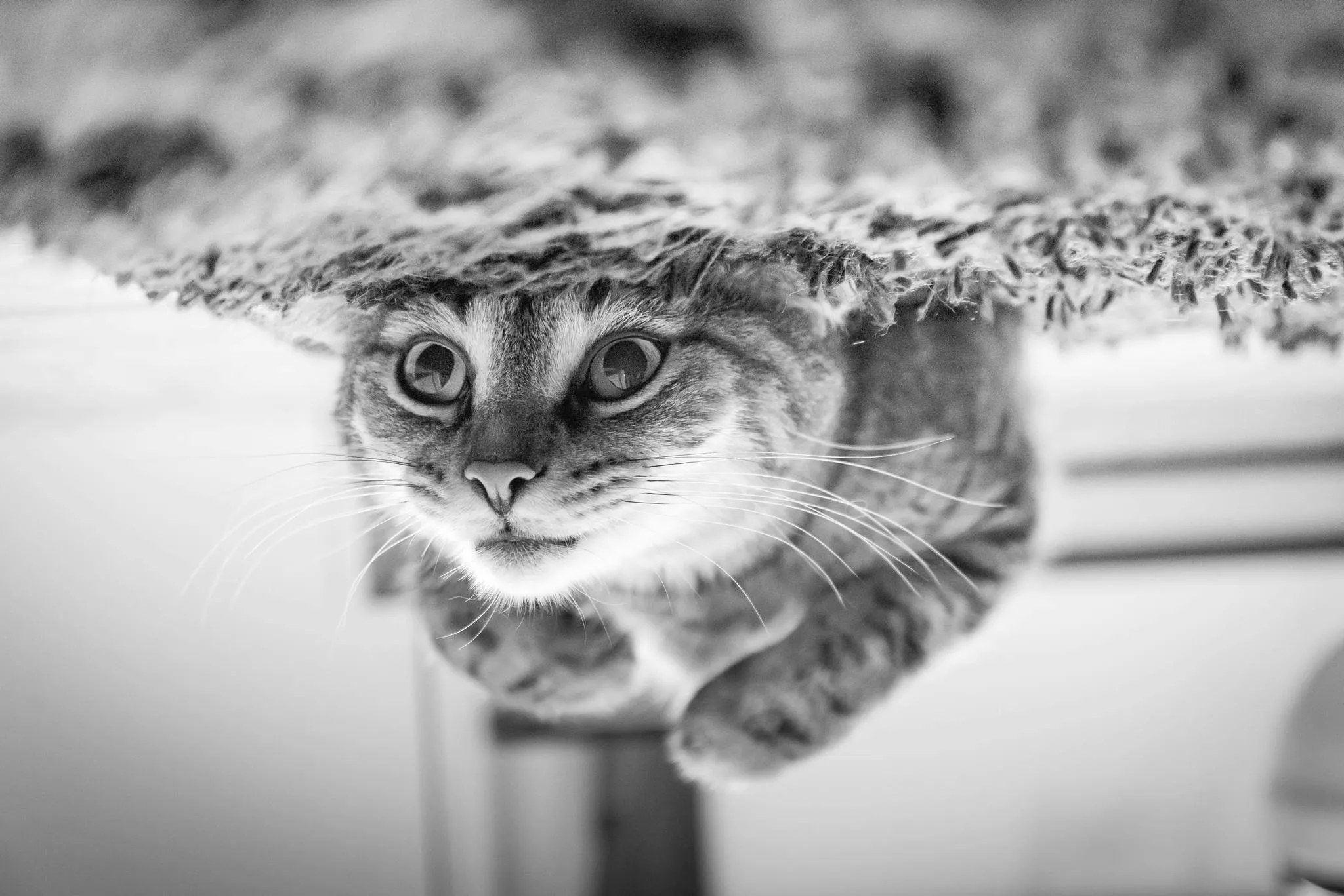 kat