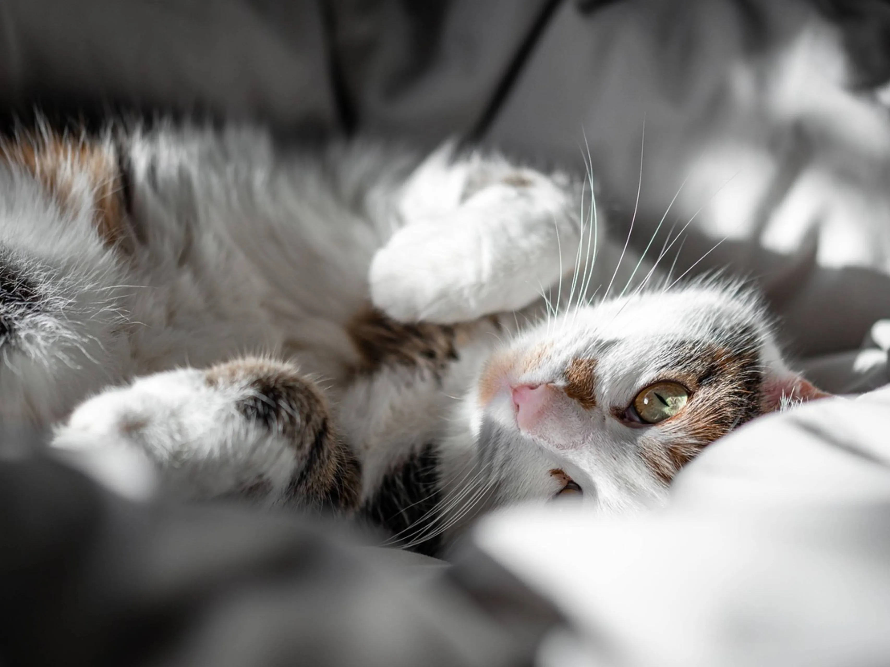 kat knuffel bed